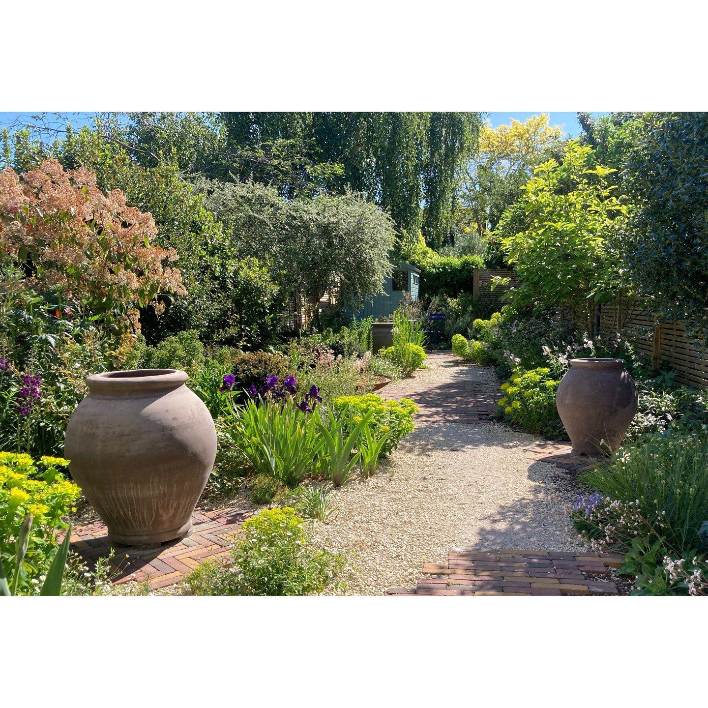 Euphorbias &amp; Iris enjoying the hot spring weather we are having in this Cambridge dry garden we made last year.
This garden was a rectangular lawn with borders around the edges when I was first brought on to the project. The lawn was prone to dry