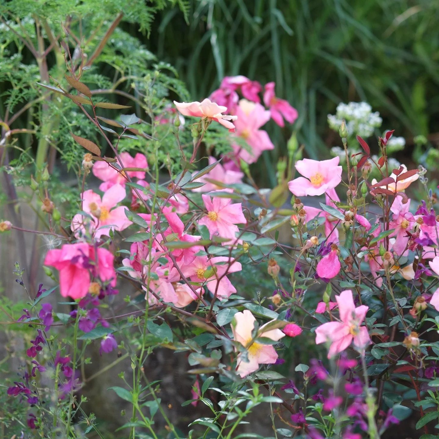 One of my favourites. Rosa x odorata 'Mutabilis'. I can often be found looking for a place for one of these in your garden. 
This one is nestled close to the house in one of our Cambridgshire projects &amp; surrounded by Salvia to help protect it fro
