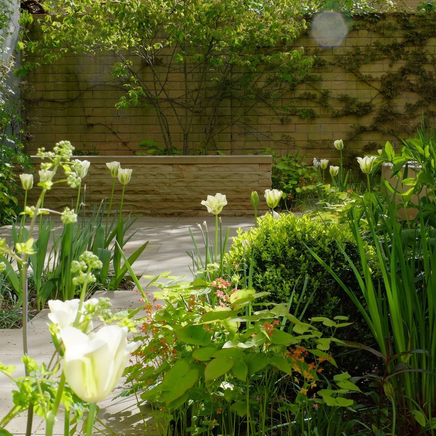 Gorgeous spring light &amp; handcrafted stone wall in Cambridge.
 
I worked closely with local natural stone specialists Fairhaven Stone to choose the stone paving &amp; design &amp; make the stone wall in this garden. Getting the details right makes