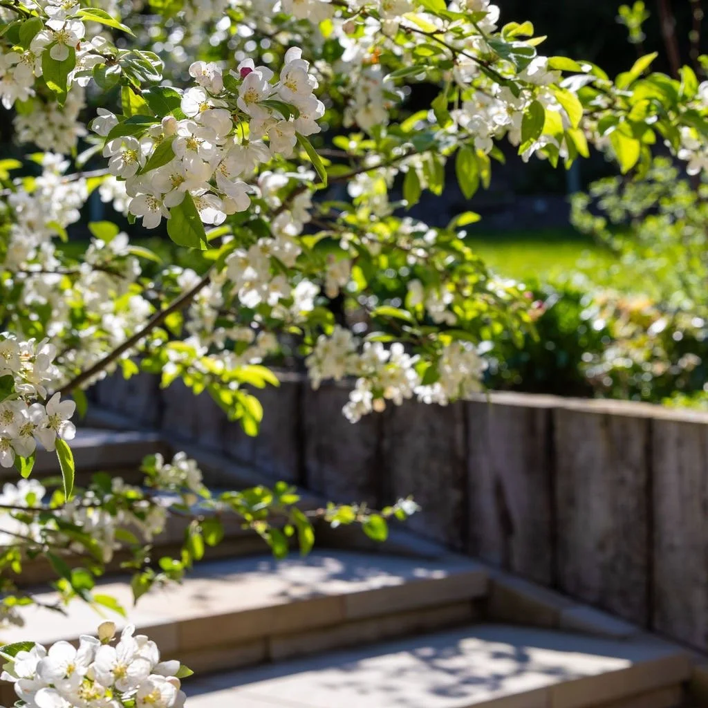 Great for wildlife &amp; gorgeous. Malus Evereste, crab apple tree, marking the stepped entrance to the upper, wilder, garden in one of our Cambridgeshire projects.
Providing pollinator friendly blossom in spring helping bees, insects, butterflies &a