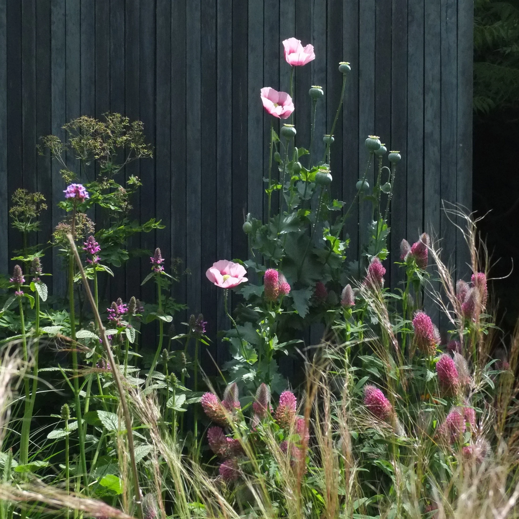 Taking time to celebrate the Poppy. 
Incredibly resilient. 
Beautiful, ephemeral. 
Often visited by bees.

#Cambridgegardendesign #catrionacaldwellstudio #wildlifegarden #plantingforbiodiversity