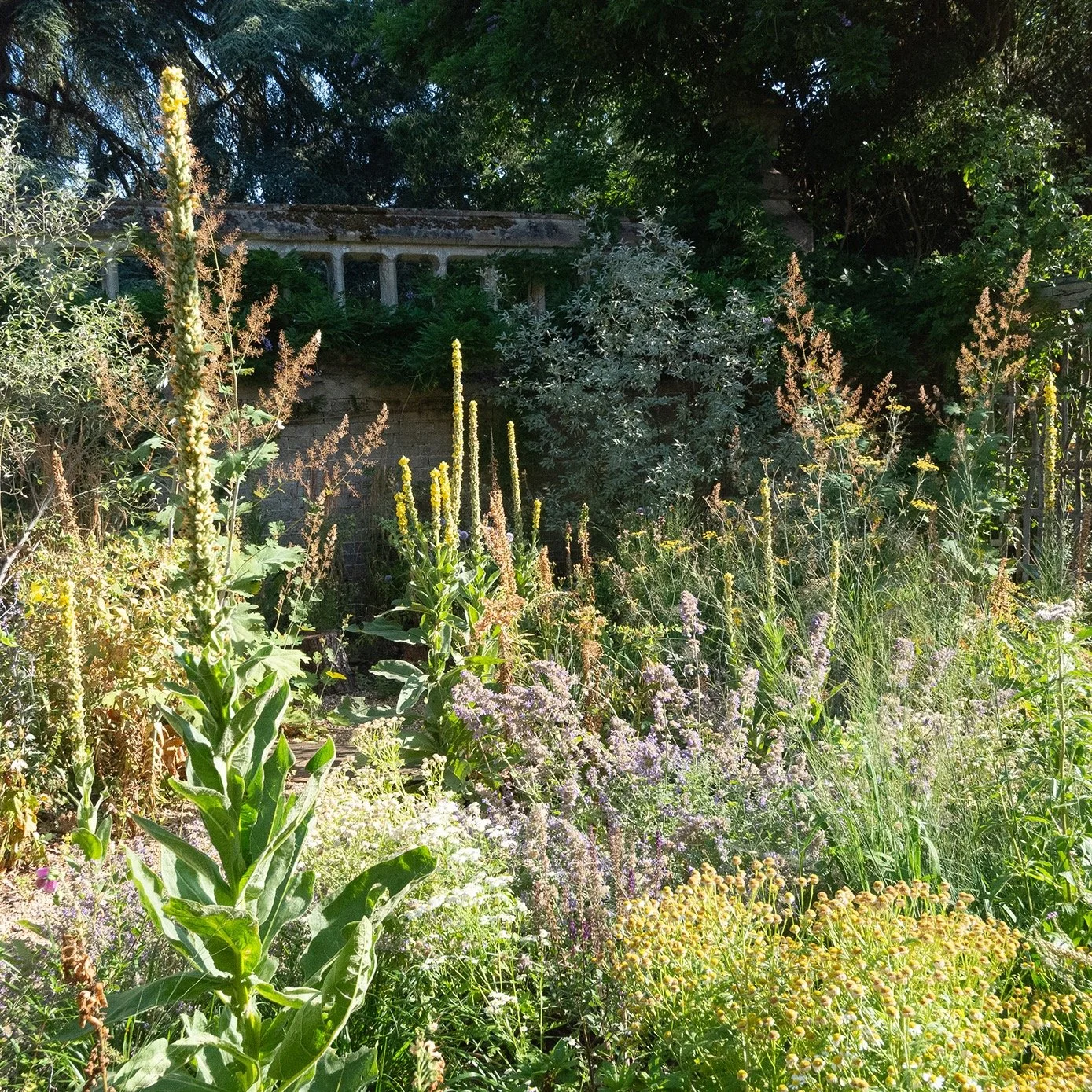 Dry garden planting in the RSPB Contemplation garden doing well in the heat &amp; drought conditions this year.
A garden planted into the sandy loam of the area, we knew the plants we chose needed to be drought resistant as well as wildlife friendly.