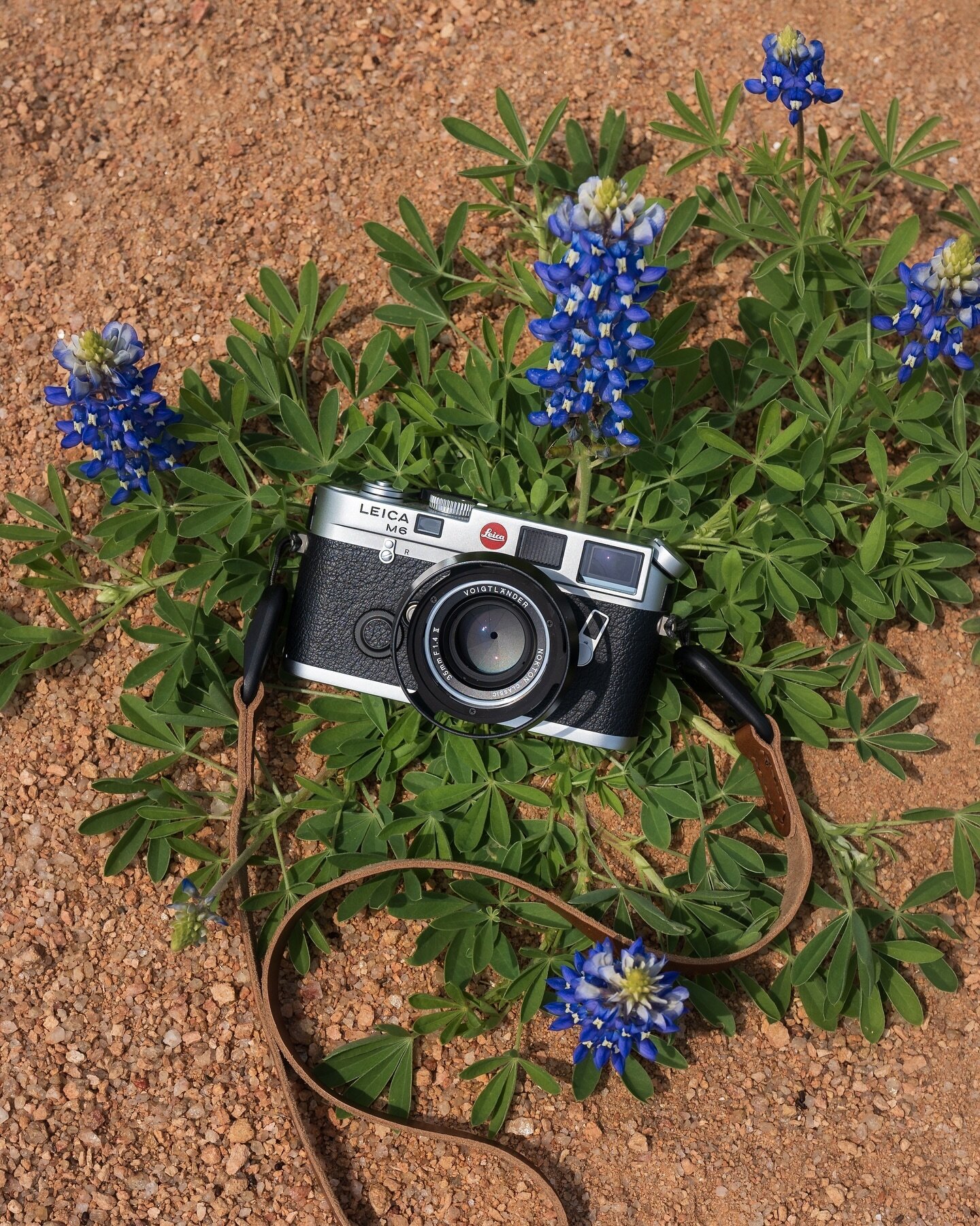 It&rsquo;s the most wonderful time of the year (for Texans) 💙

#leica #leicam6 #bluebonnets #texas