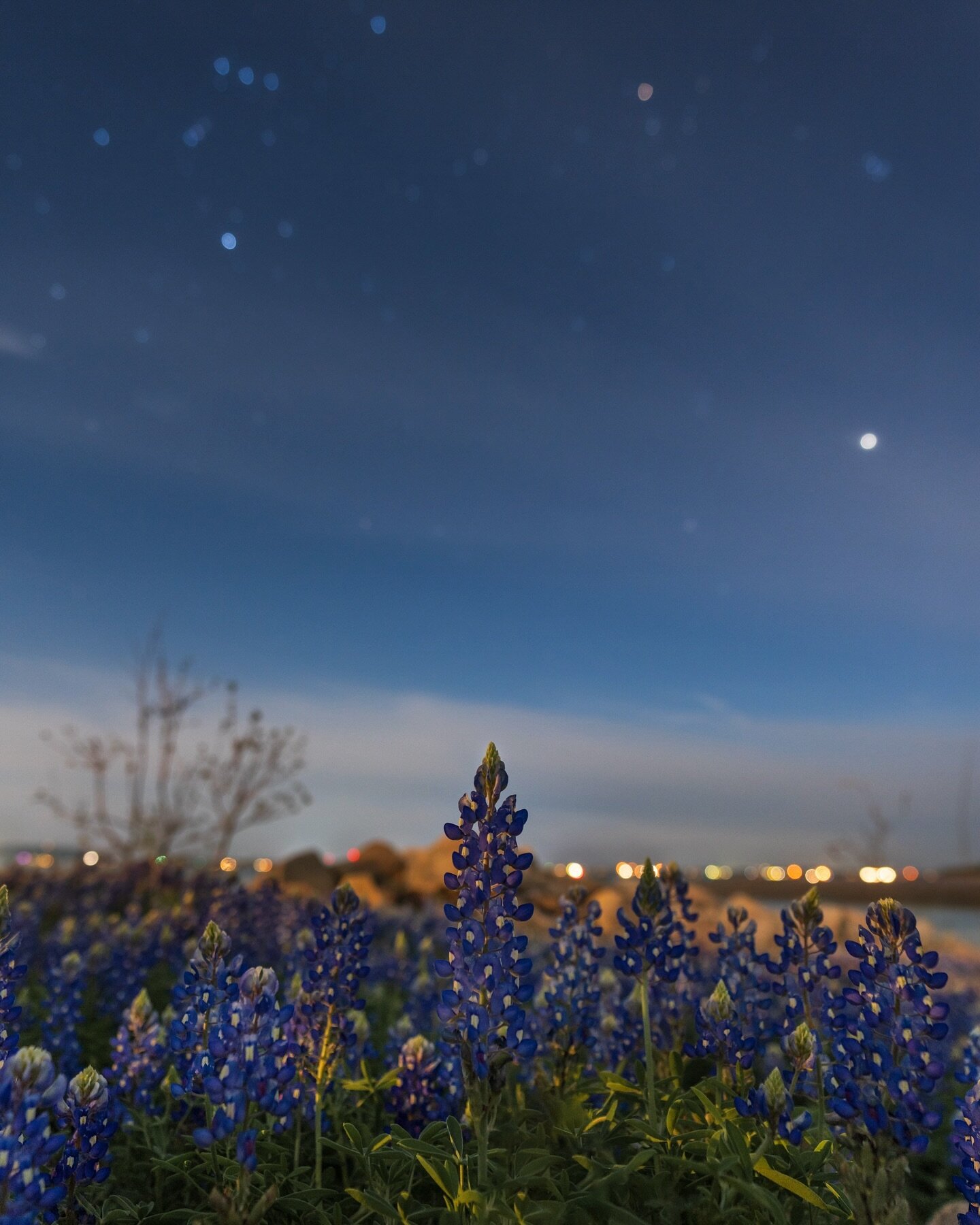 Bluebonnet Bliss 💙✨

#bluebonnets #astrophotography #texas