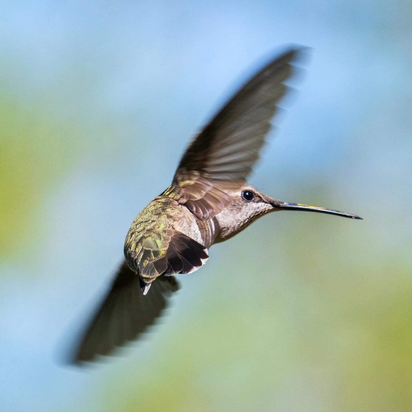 So glad these babies are back 🥰 my obsession with hummingbirds continues &hellip;

Black Chinned Hummingbird. 
3.26.2024. 
Our backyard. 

#hummingbird #birdsofinstagram #sonyalphafemale  #sonyalpha