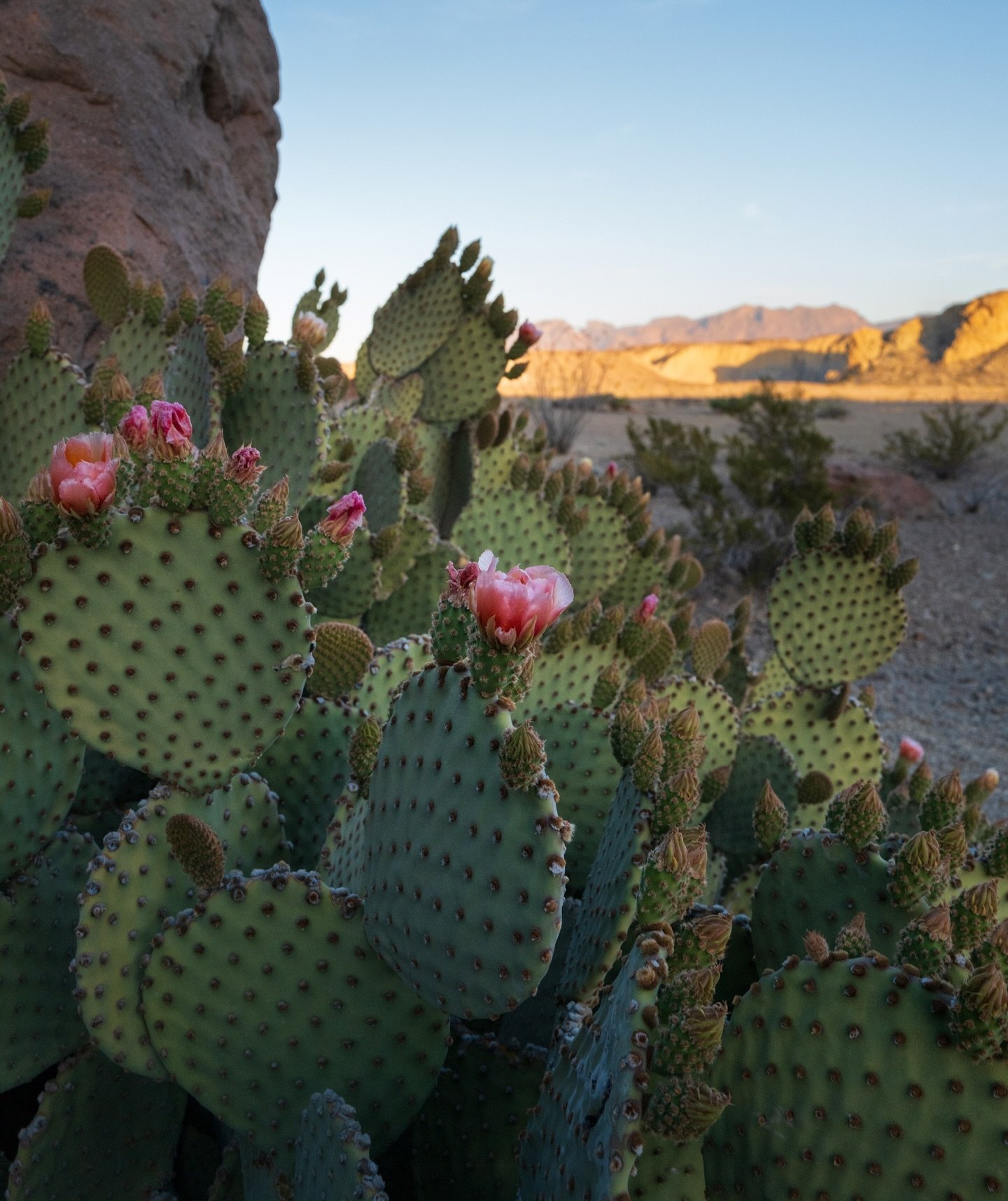 Big Bend in (almost) full bloom 💚🩷

Back from a few days in the Big Bend with some of our best friends we haven&rsquo;t seen since 2020! I love nothing more than showing people this part of Texas&hellip; never gets old! 

#leicaq2 #leica #bigbendna