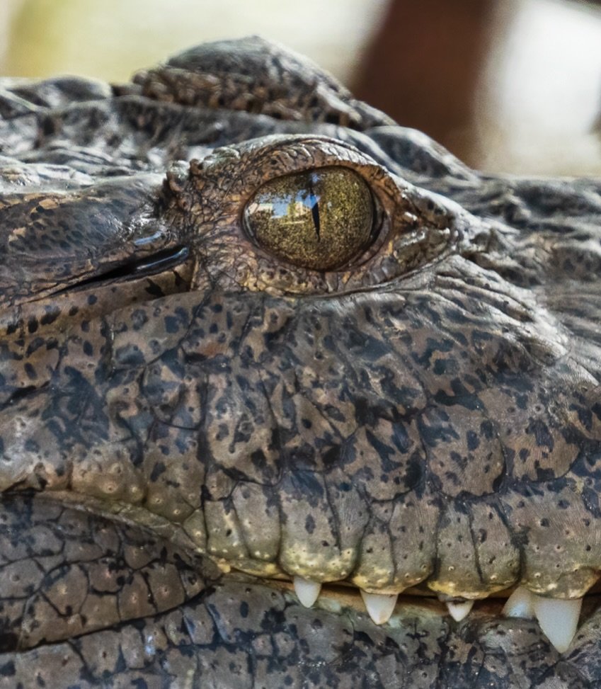 Momma croc watching me closely 👁️ 🐊 

She recently laid eggs and apparently has been feisty&hellip; very glad I brought my 150-200mm so I could stay well away 😳

#belize #croc
