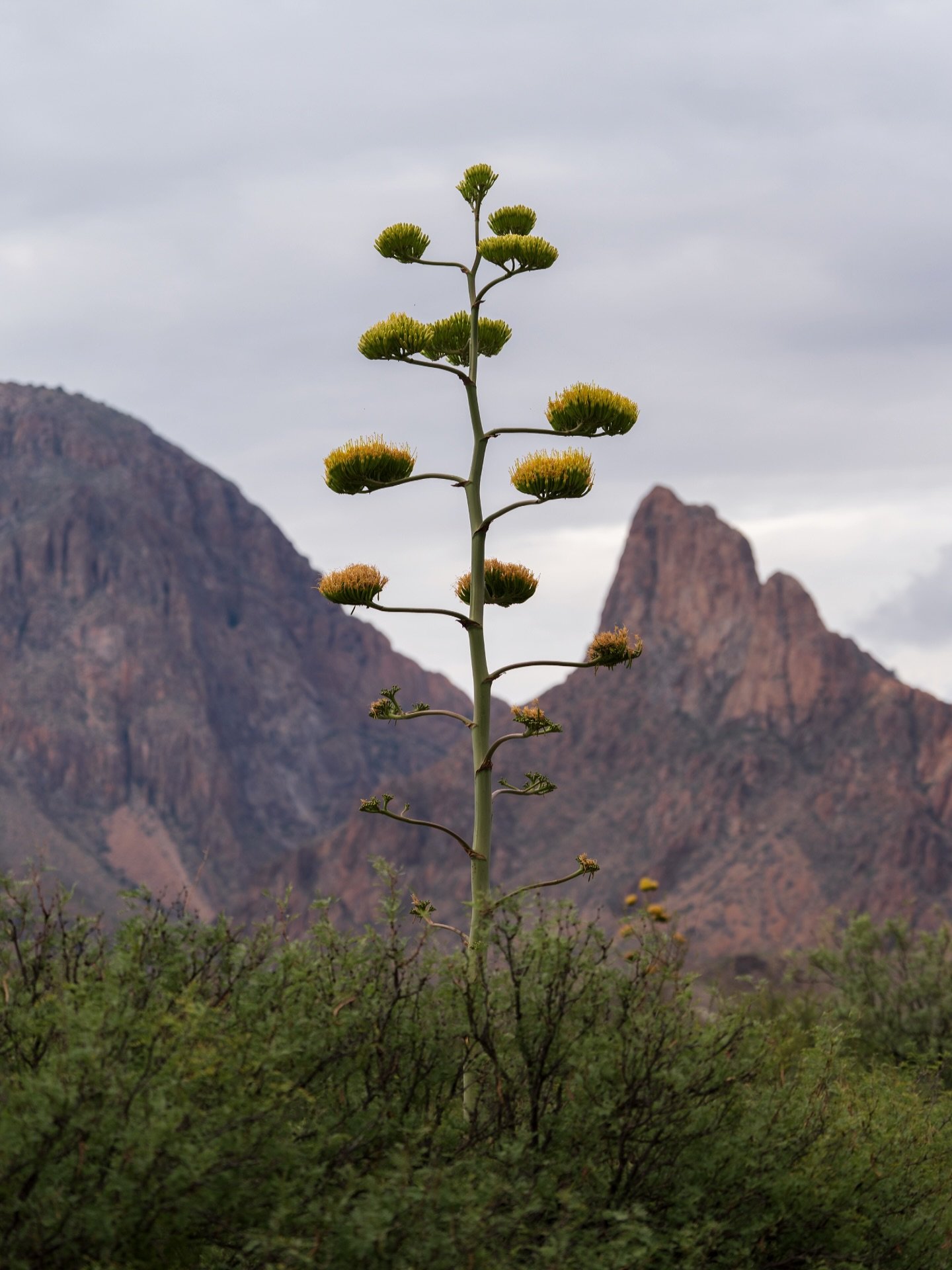 The Big Bend Century Plant are such an interesting agave 💯 Living 10-30 years, only to produce this beautiful bloom, then subsequently dies &hellip; wild!

#bigbendnationalpark