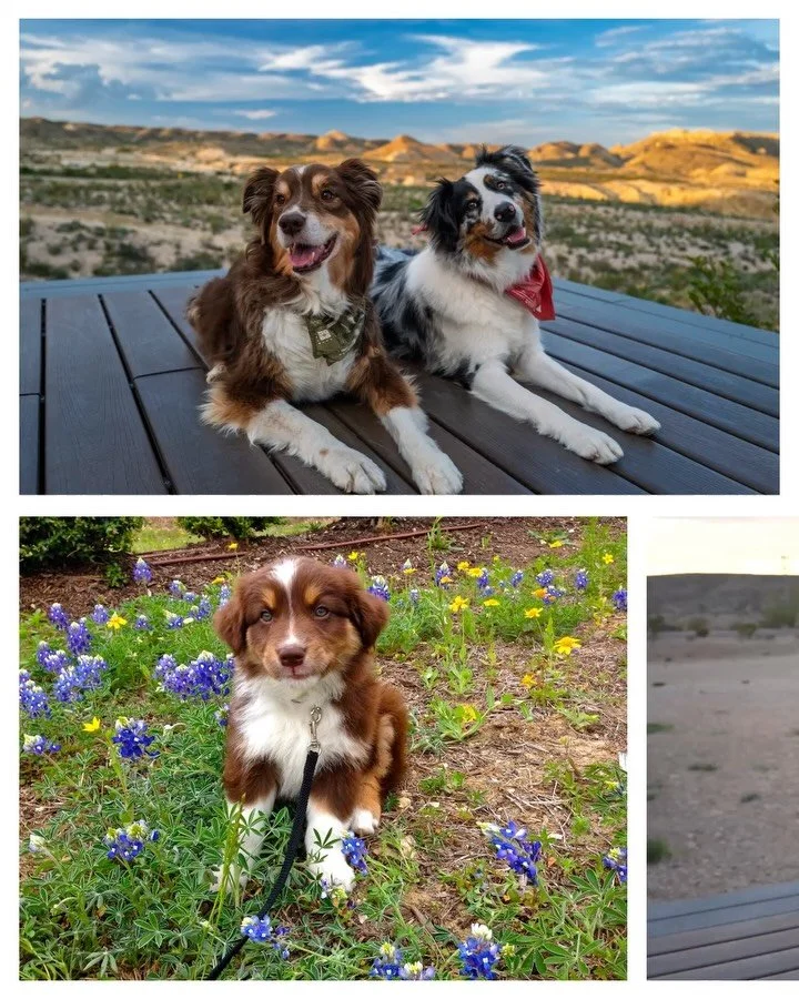 Absolutely heartbroken to say goodbye to our Georgia today 💔 I have dreaded this day for almost 12 years &hellip; but she lived the fullest life and loved so many along the way. I don&rsquo;t have words to express this loss 

But we know you are alr