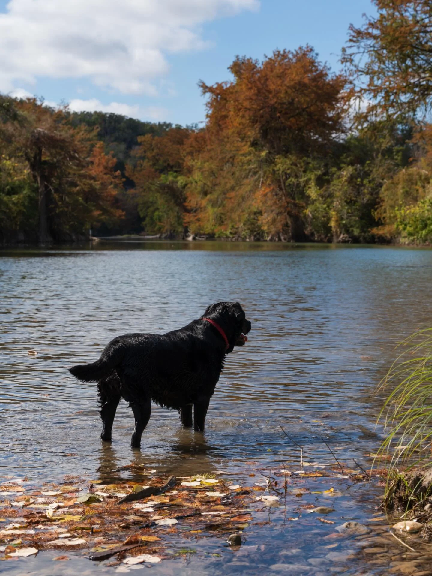 A good girl enjoying Texas fall 🍂

#guadaluperiver #texasstateparks
