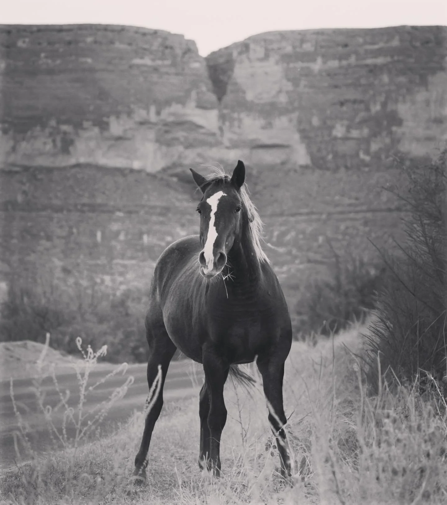 Year of the Horse 🔥 
I don&rsquo;t usually follow these things but man does this resonate with me! Big energy and BIG things for 2026 and I can&rsquo;t freaking wait. Also I hate washing my hair so that&rsquo;s a plus 💁🏻&zwj;♀️

#yearofthehorse #l