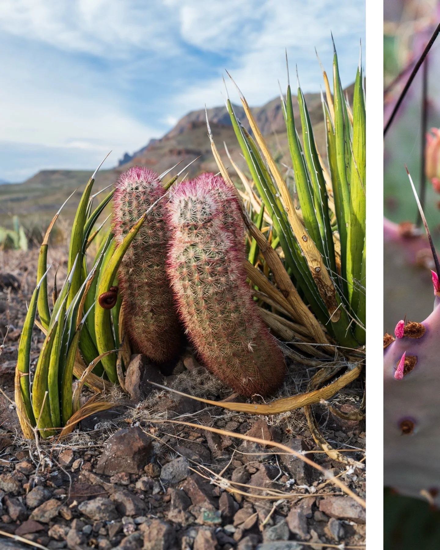 Late bloomers in the Big Bend all captured with my beloved #leicaq2 ❤️&zwj;🔥

#bigbendnationalpark #jeep