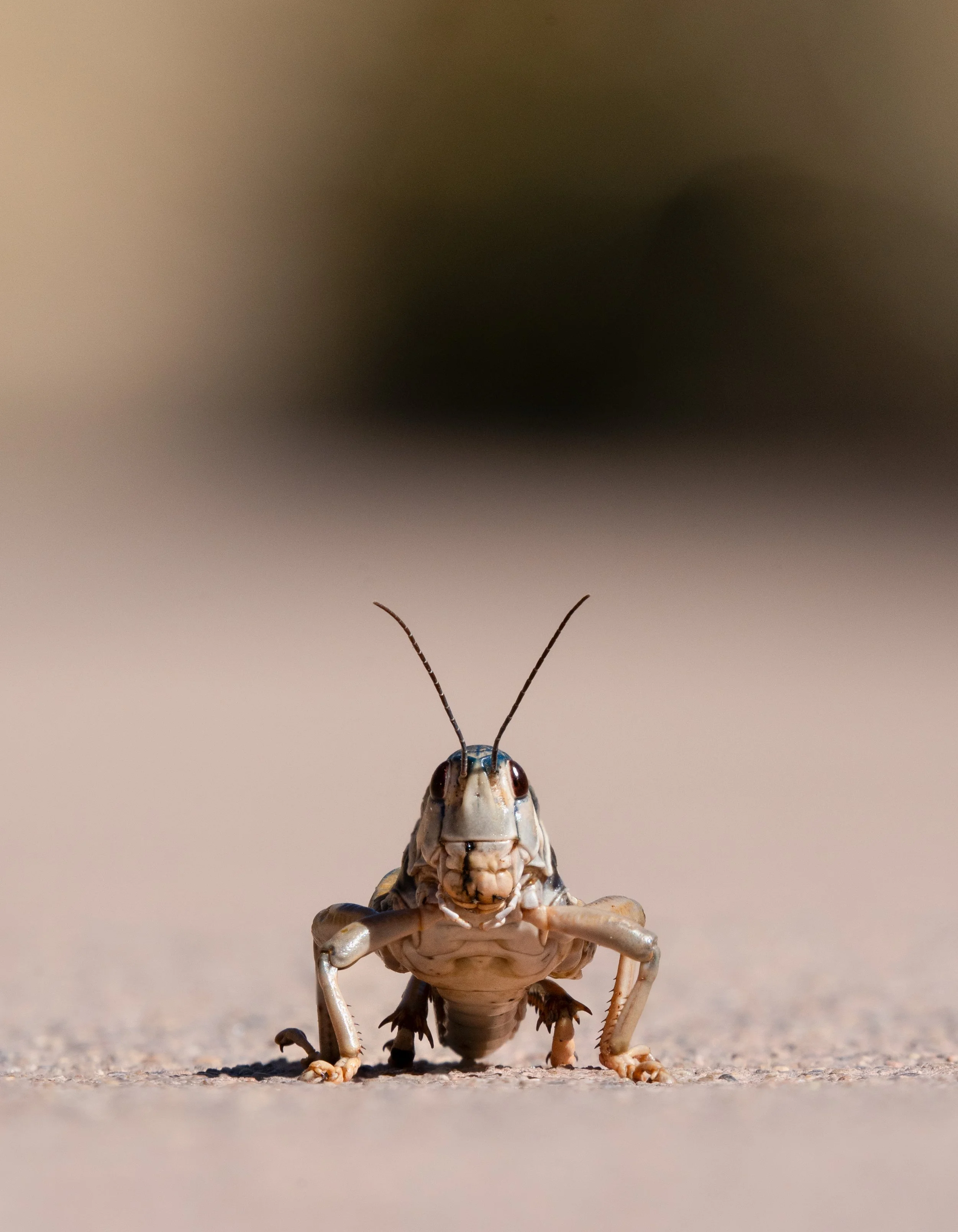 Plains Lubber Grasshopper