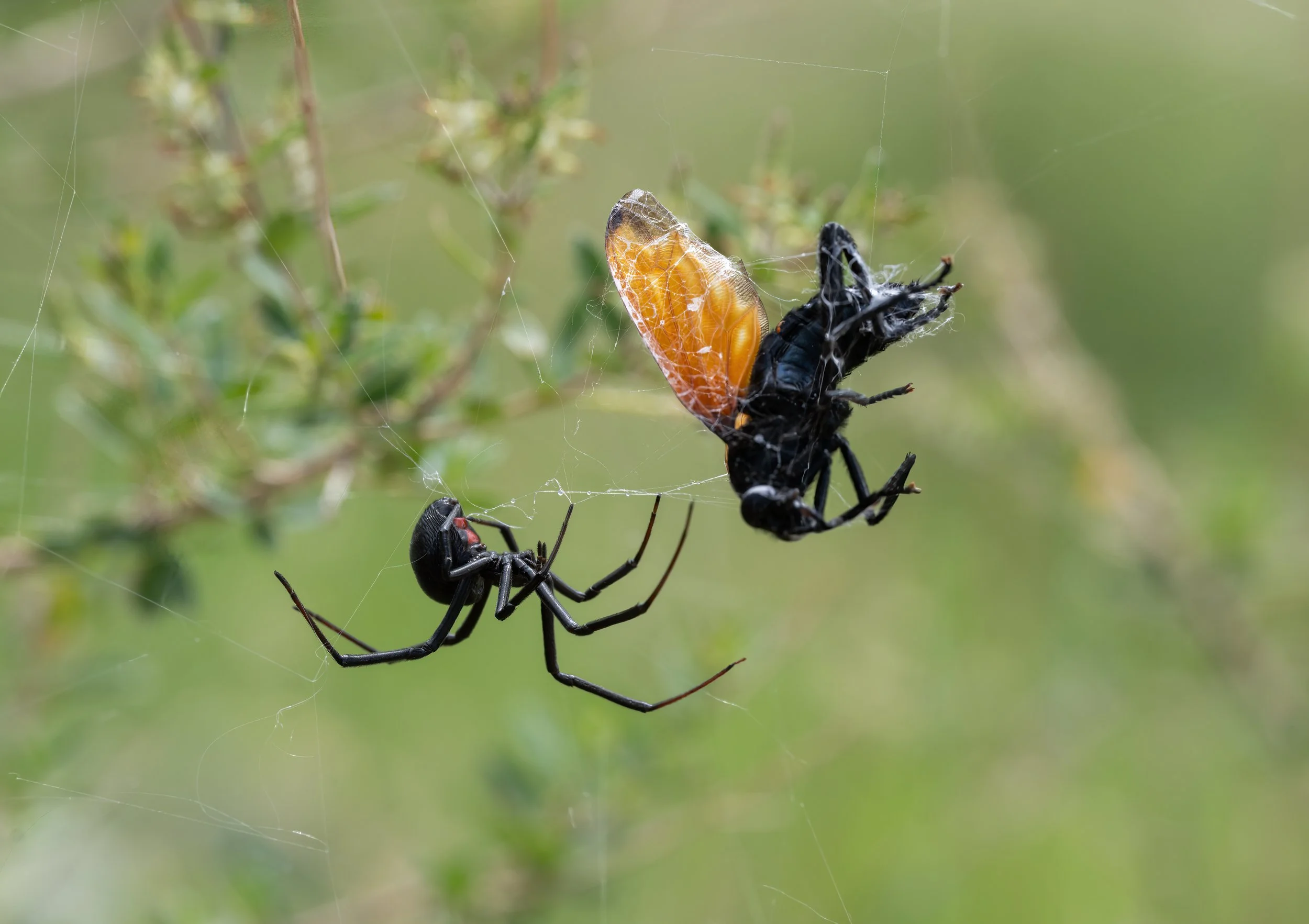 Black Widow vs Tarantula Hawk