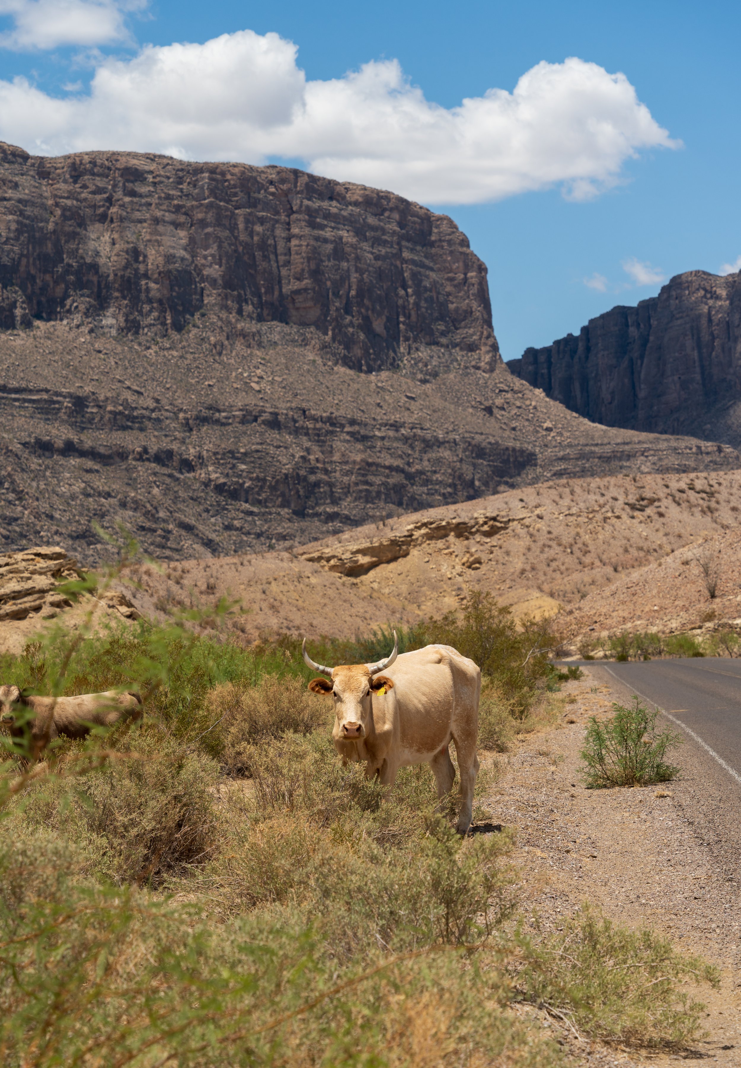 Big Bend Cows