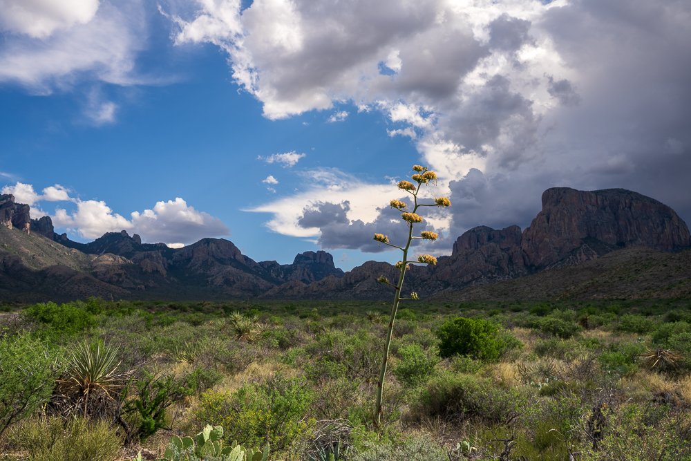 Blooming Agave with Chisos