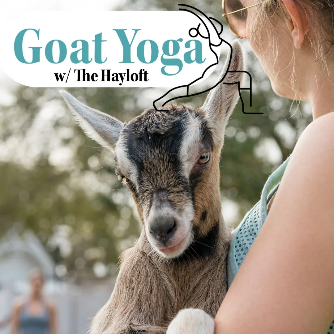 Goat Yoga at the Labyrinth w/ The Hayloft 