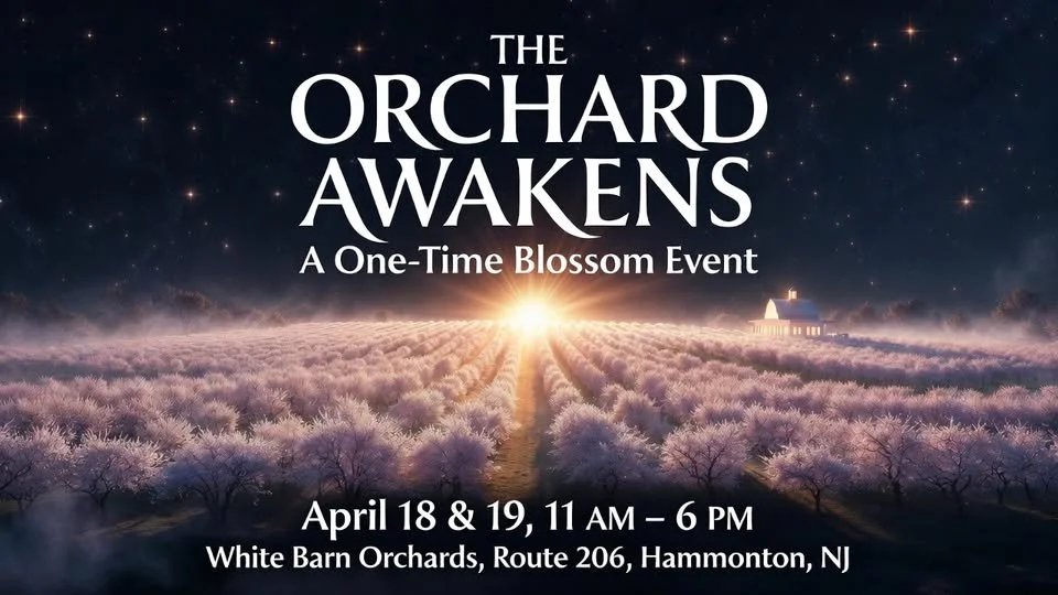 DiMatteo Vineyards at The 1st Annual Hammonton Cherry Blossom Festival