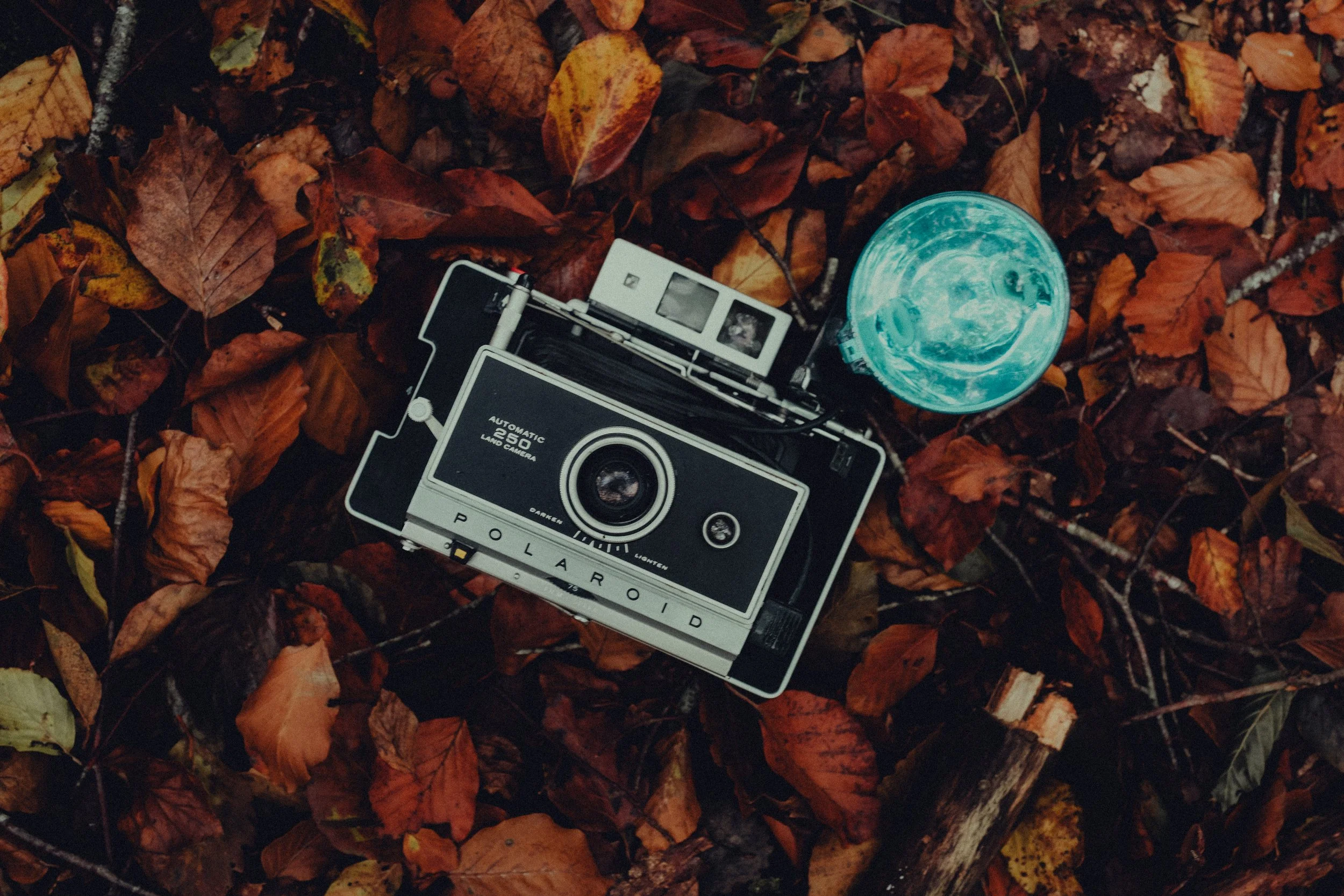 A vintage Polaroid camera and a blue disposable drink cup are lying on a bed of colorful autumn leaves.