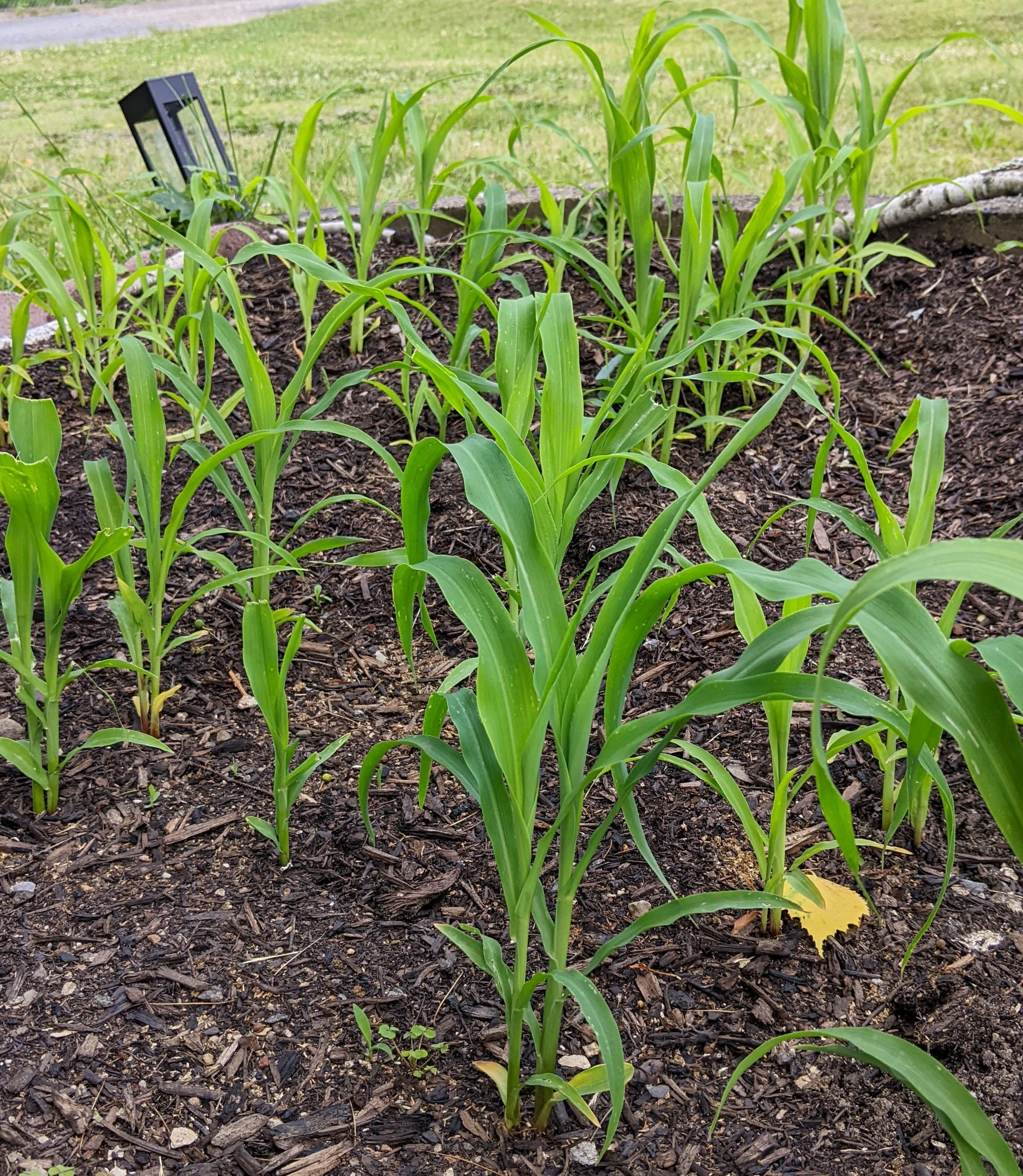 corn2.jpg