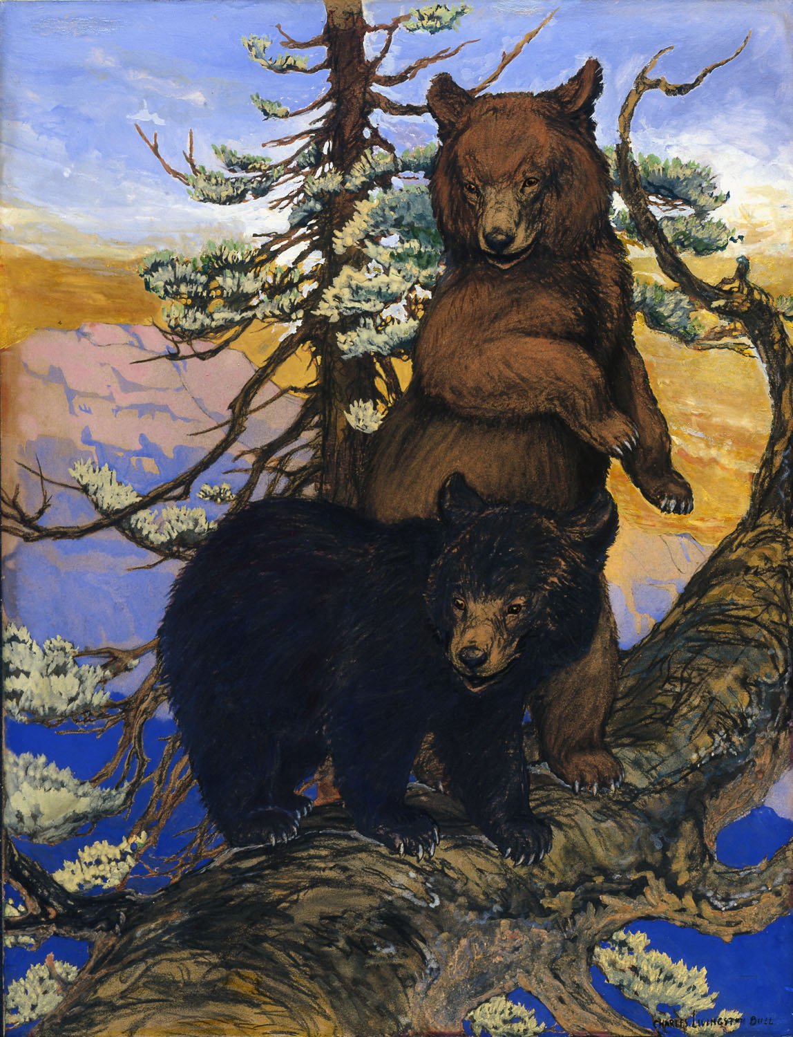  Charles Livingston Bull (1874-1932)   Two Bear Cubs in Tree  1930, charcoal, watercolor and gouache 25 1/2” x 19 1/2”, signed lower right  Saturday Evening Post,  August 16, 1930 cover 