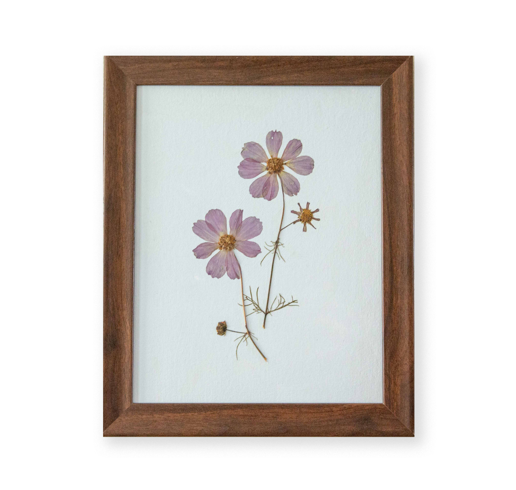 Cosmos