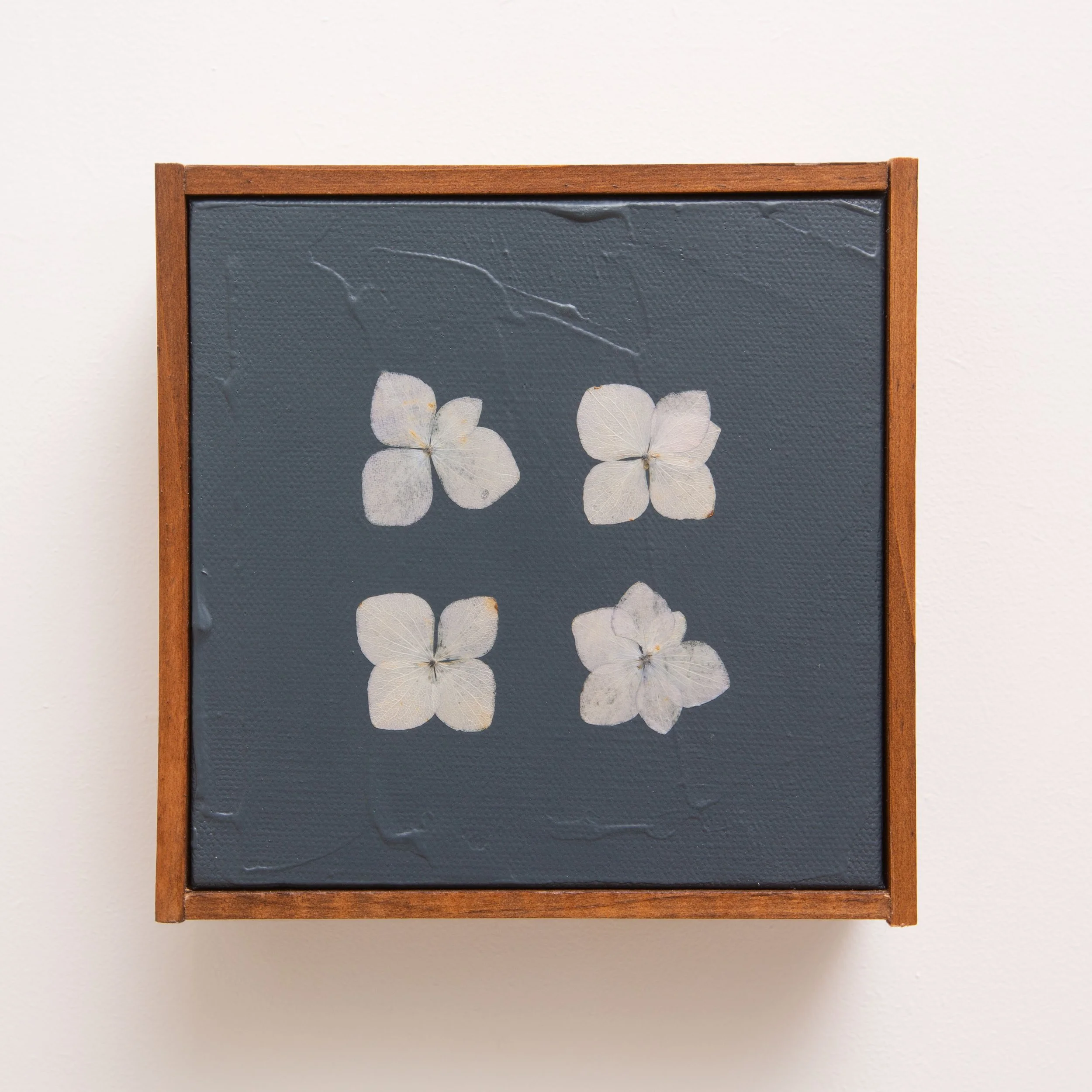 Hydrangeas on Midnight Blue