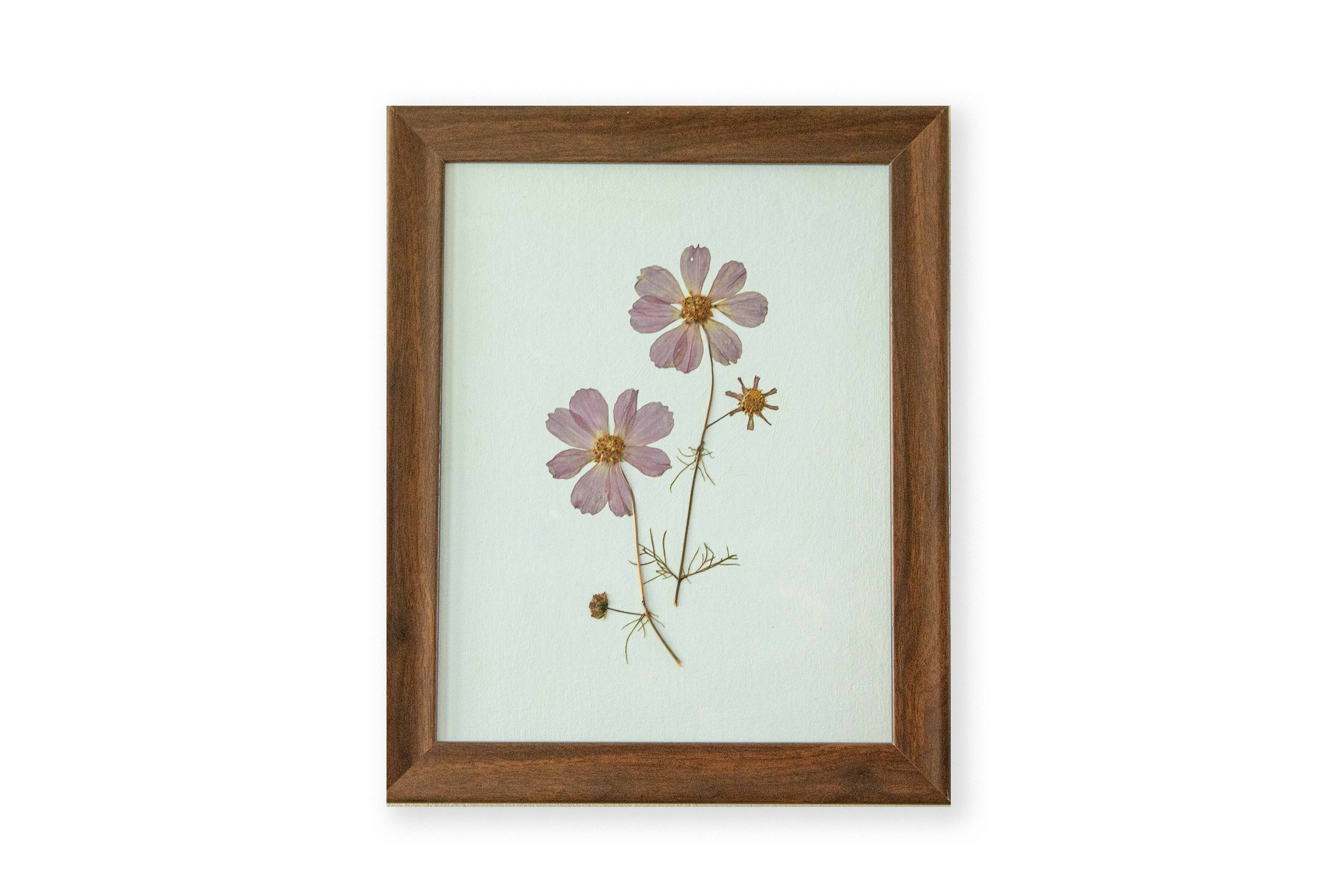 Cosmos