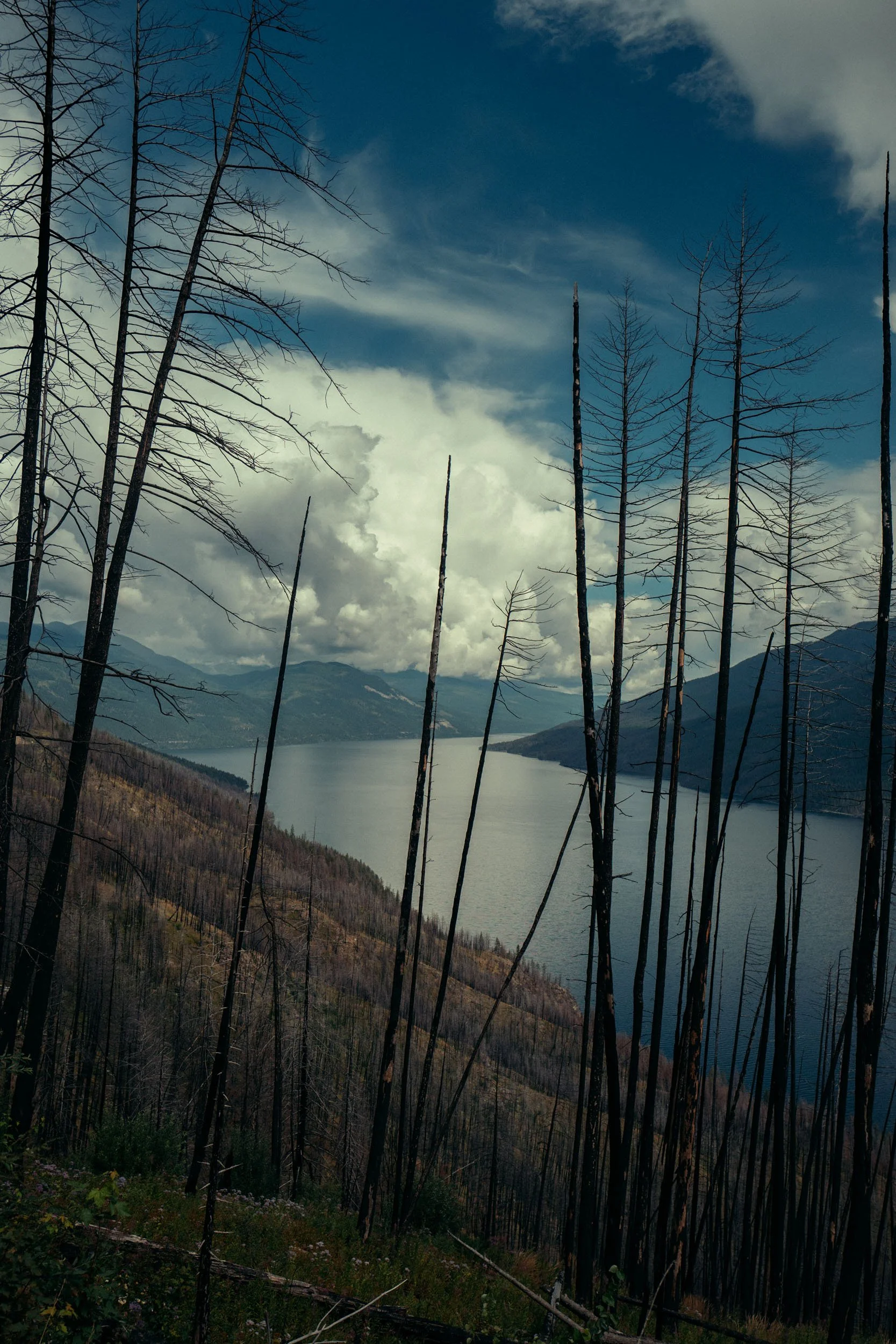 Adams-Lake-Burn-Forest.jpg