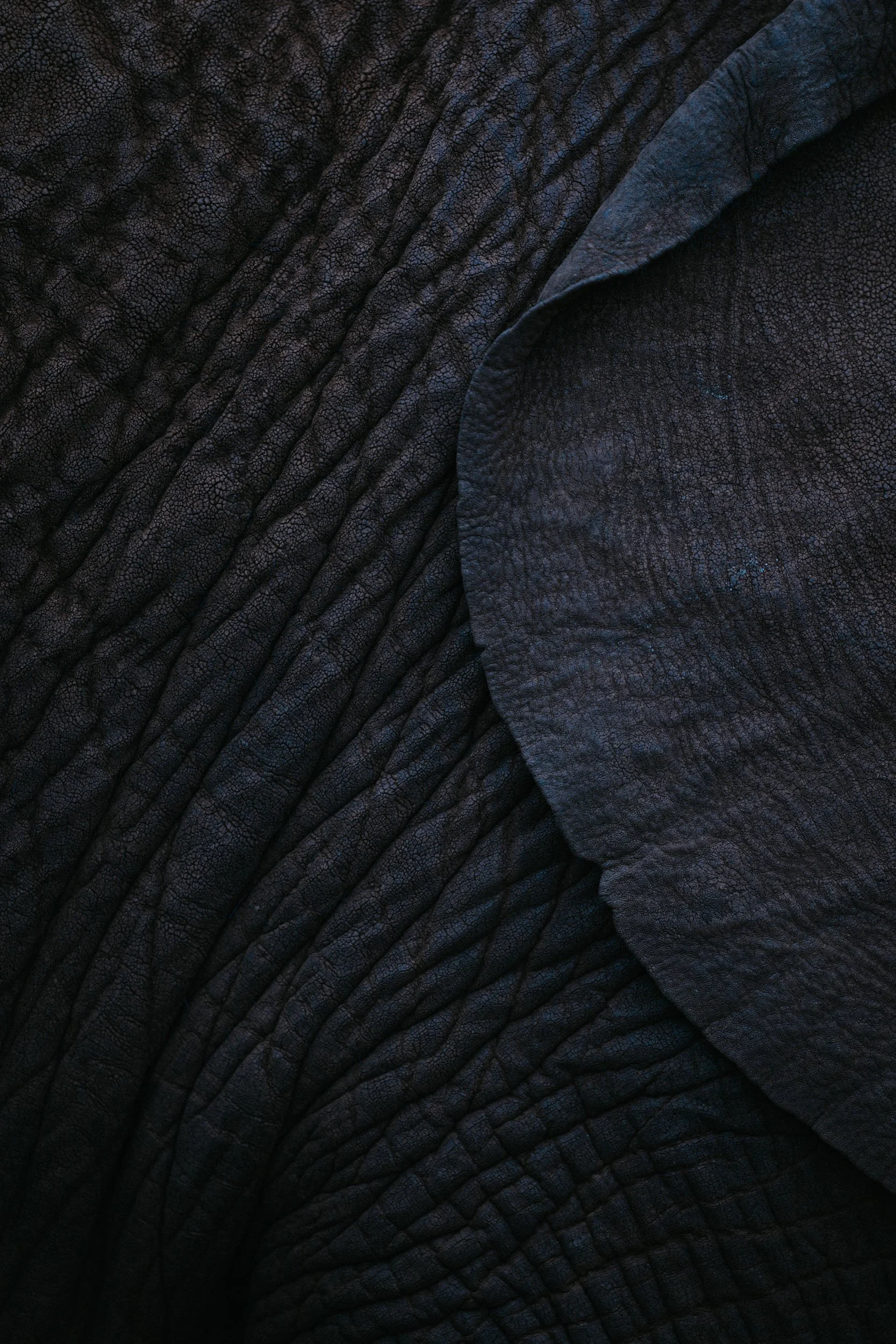 Elephant-Ear-Macro.jpg