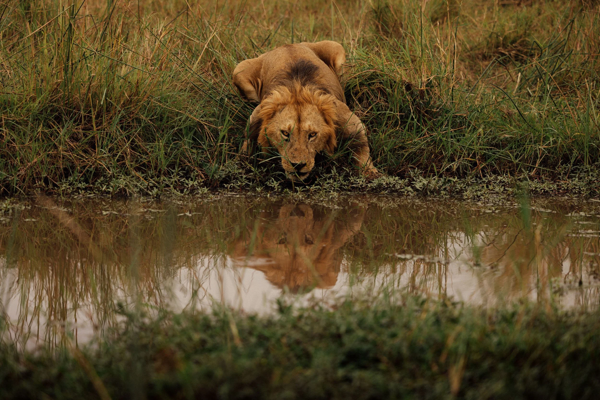 Maasai-Mara-Lion-Drinking-Portrait-2.jpg