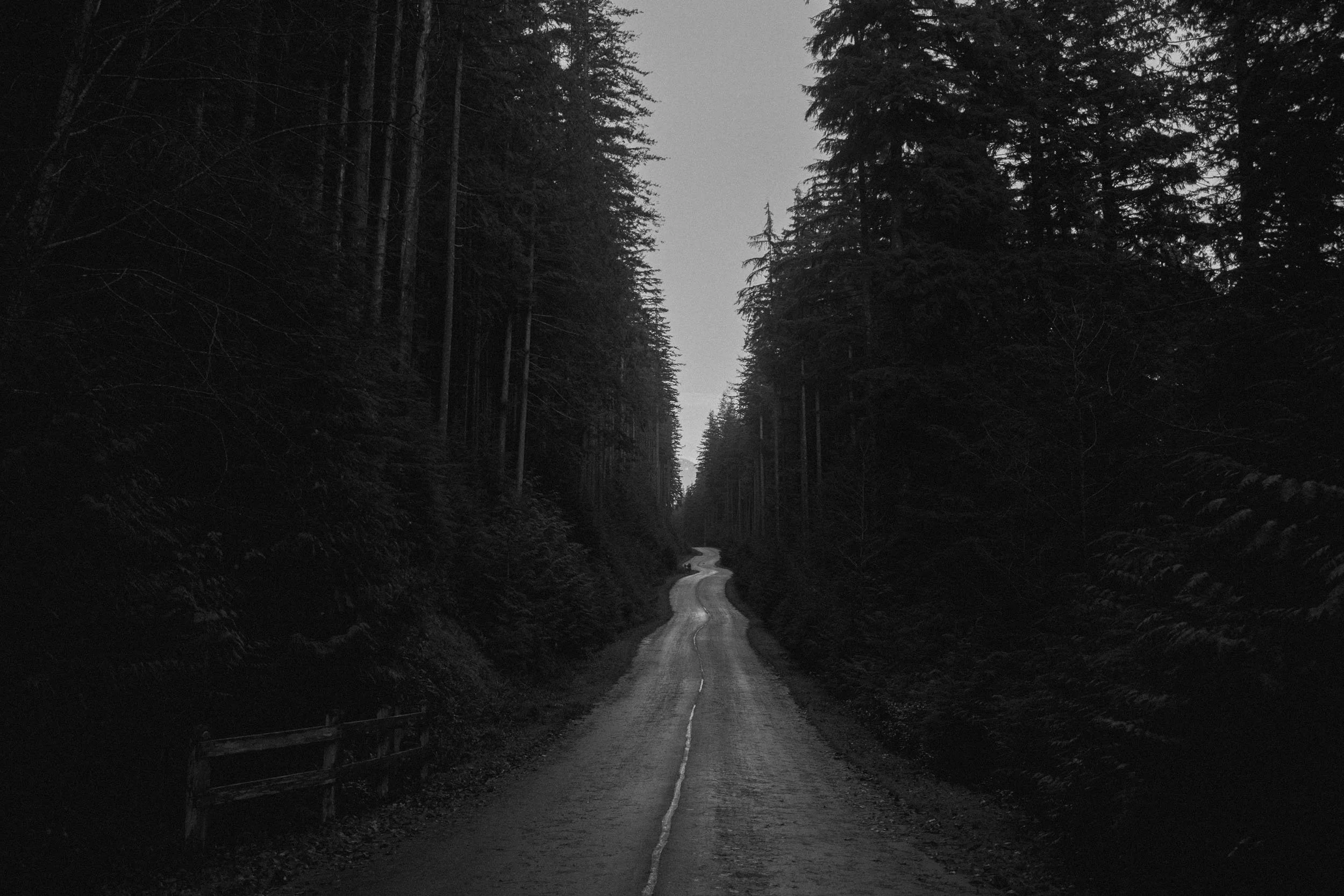 Seymour-Demo-Forest-Road-Foggy-BW.jpg