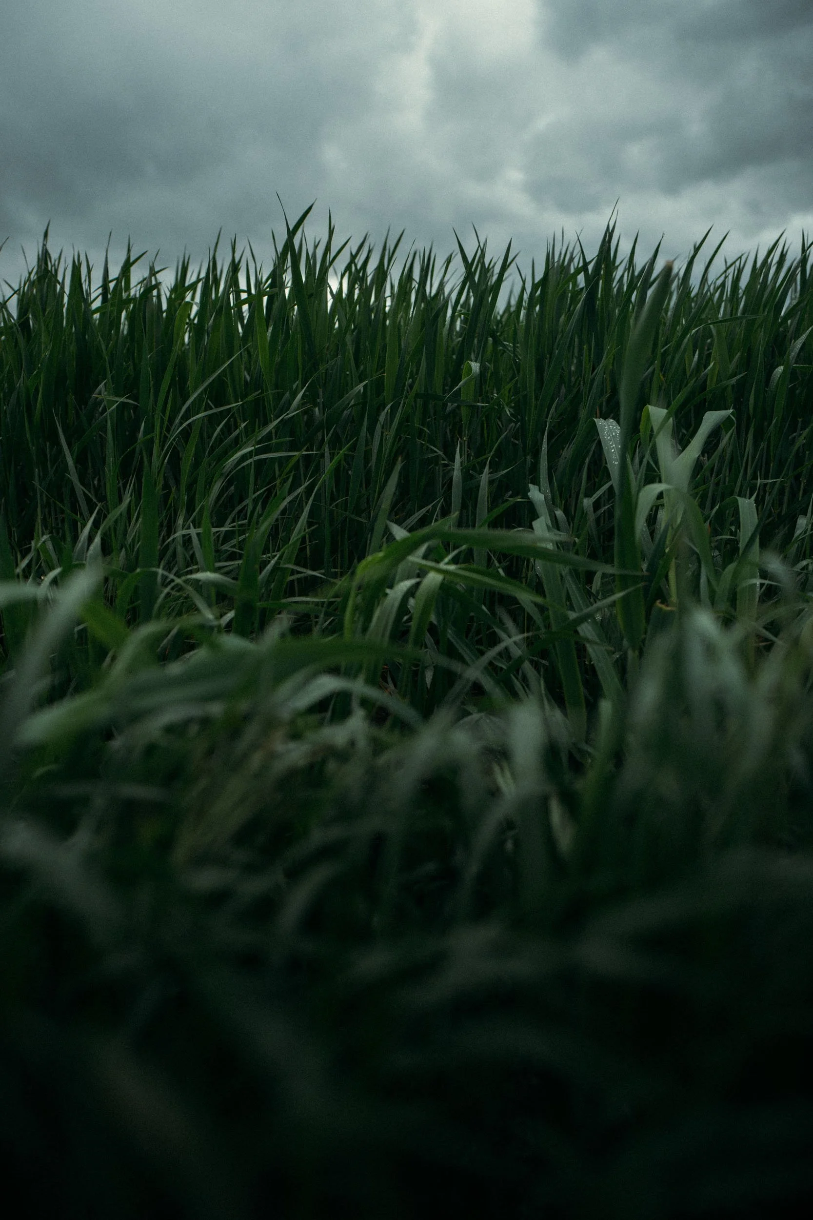 Tuscany-Wavy-Grass.jpg