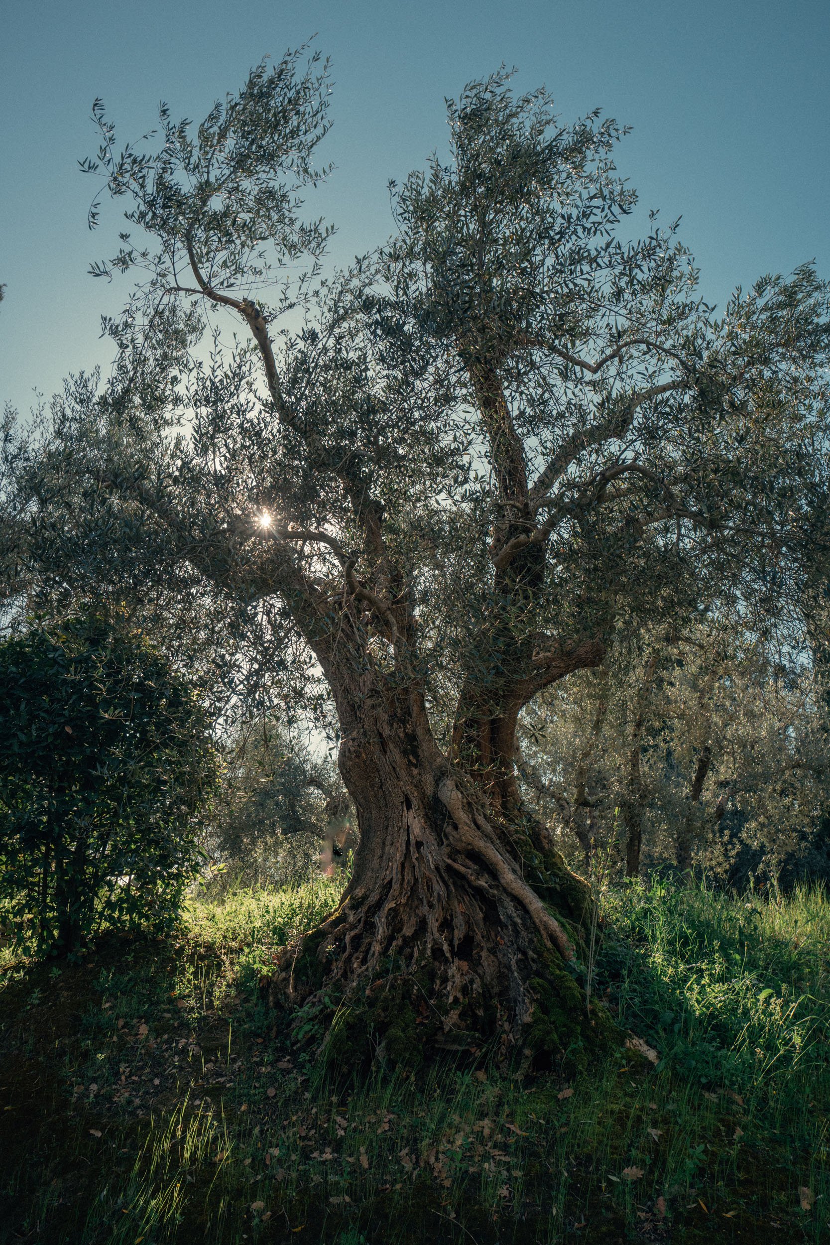 Ancient-Italian-Olive-Tree.jpg