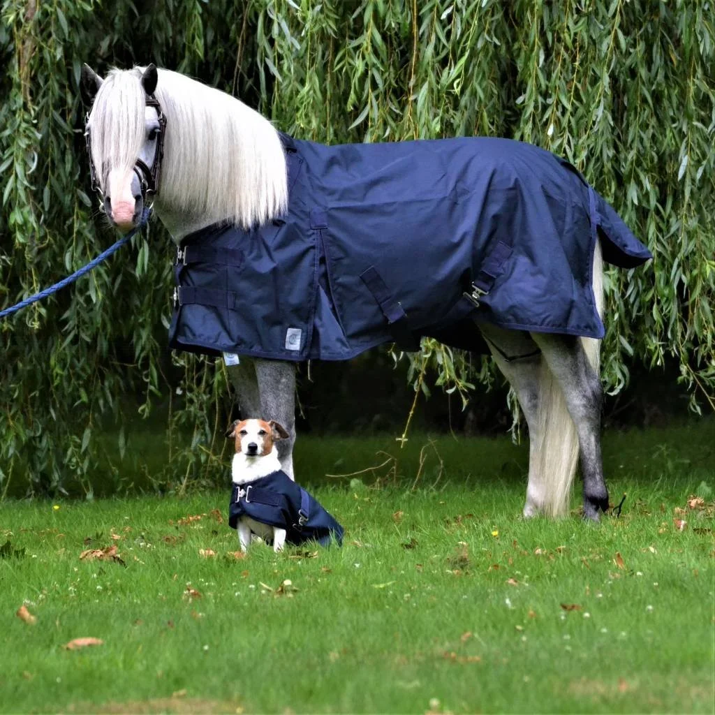 p-c6-pony-regendeken-blauw-hond.jpg