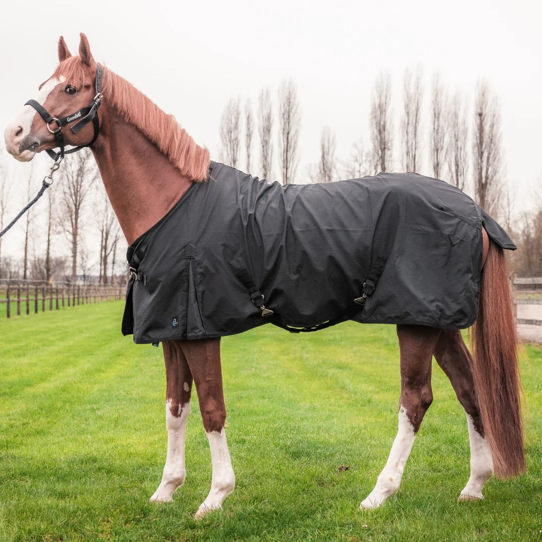 Chemise coton Greenfield