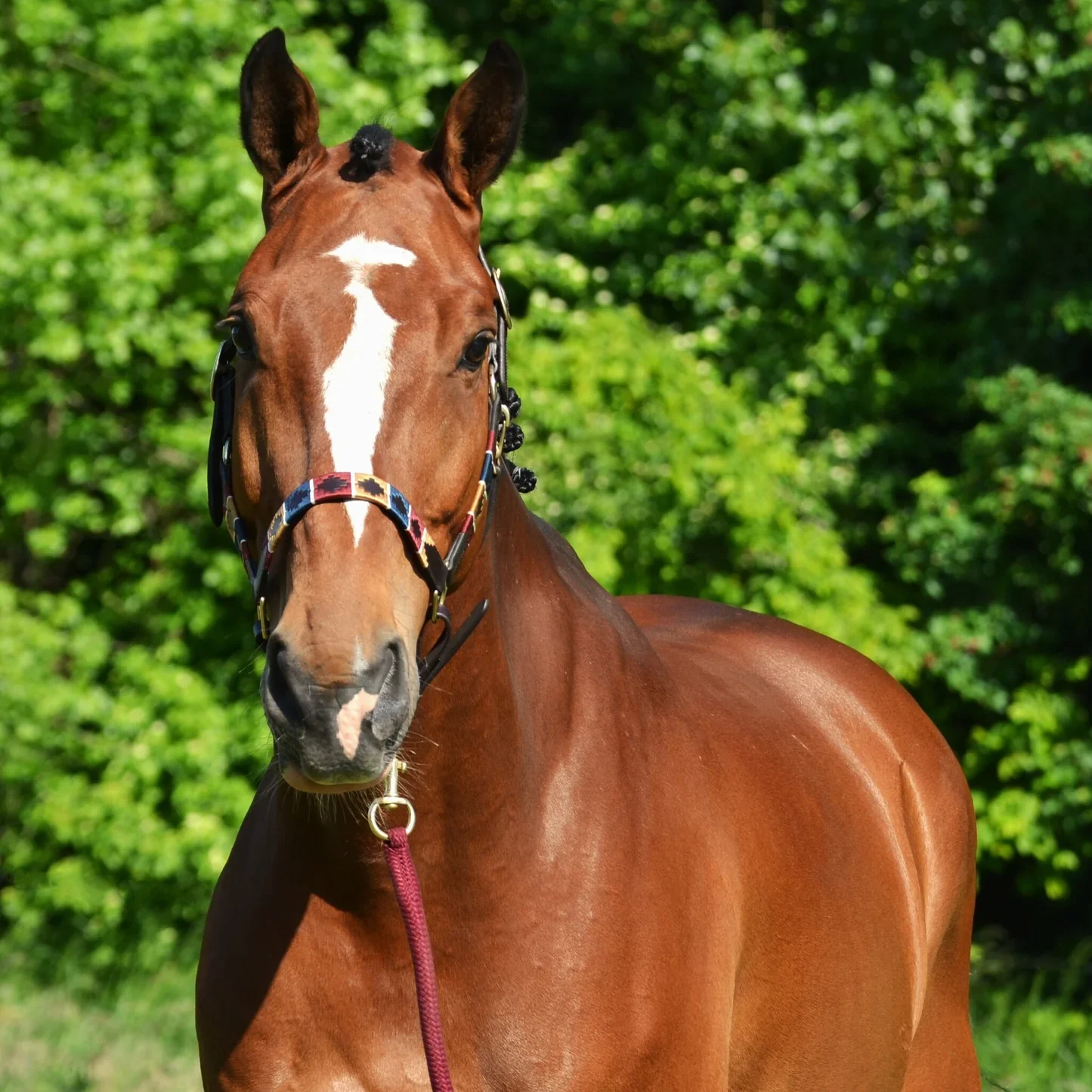 Cooper licol classic Greenfield
