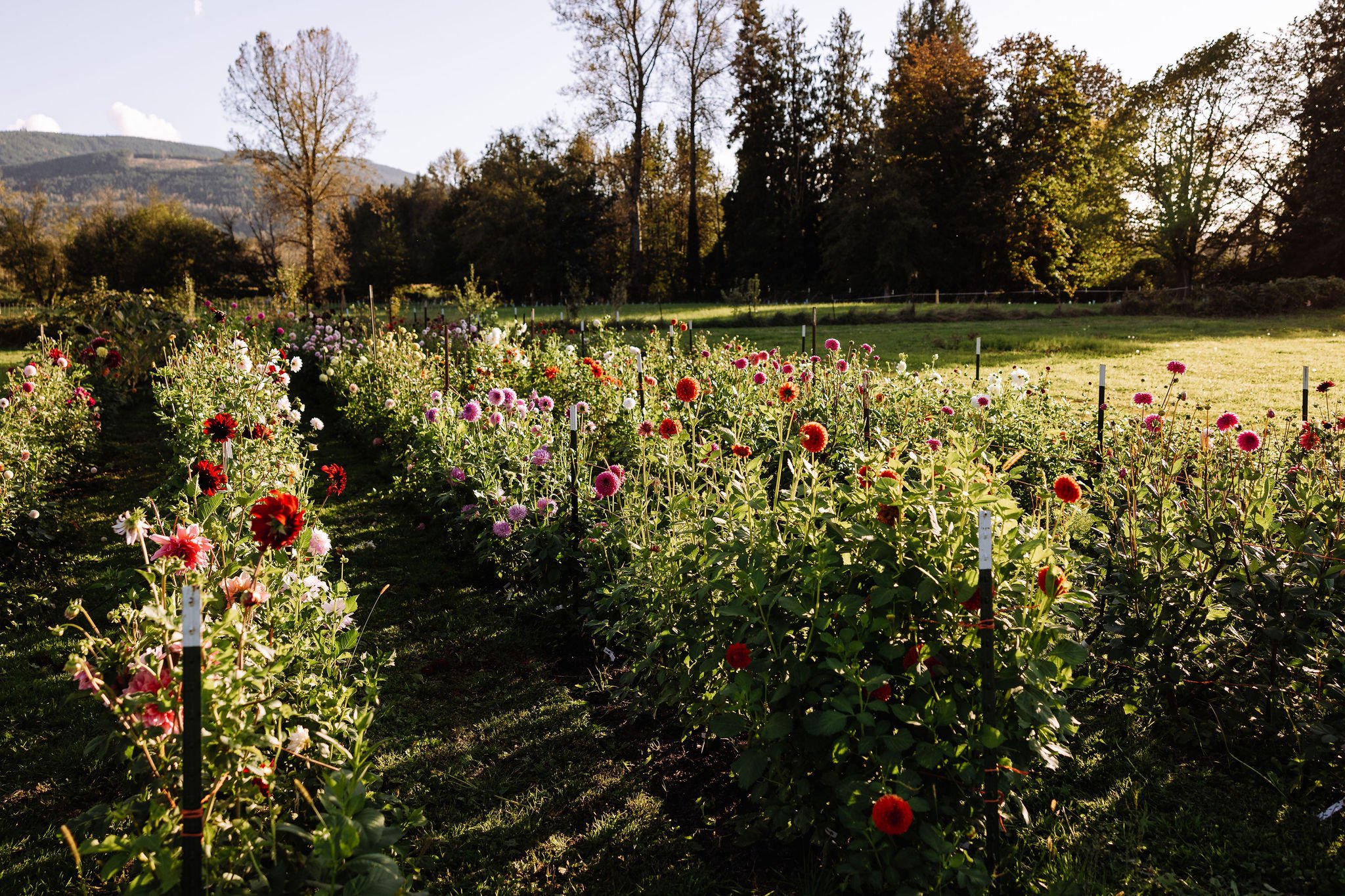 Field of blooming flowers with dahlias in rows, surrounded by trees and mountains in the background.