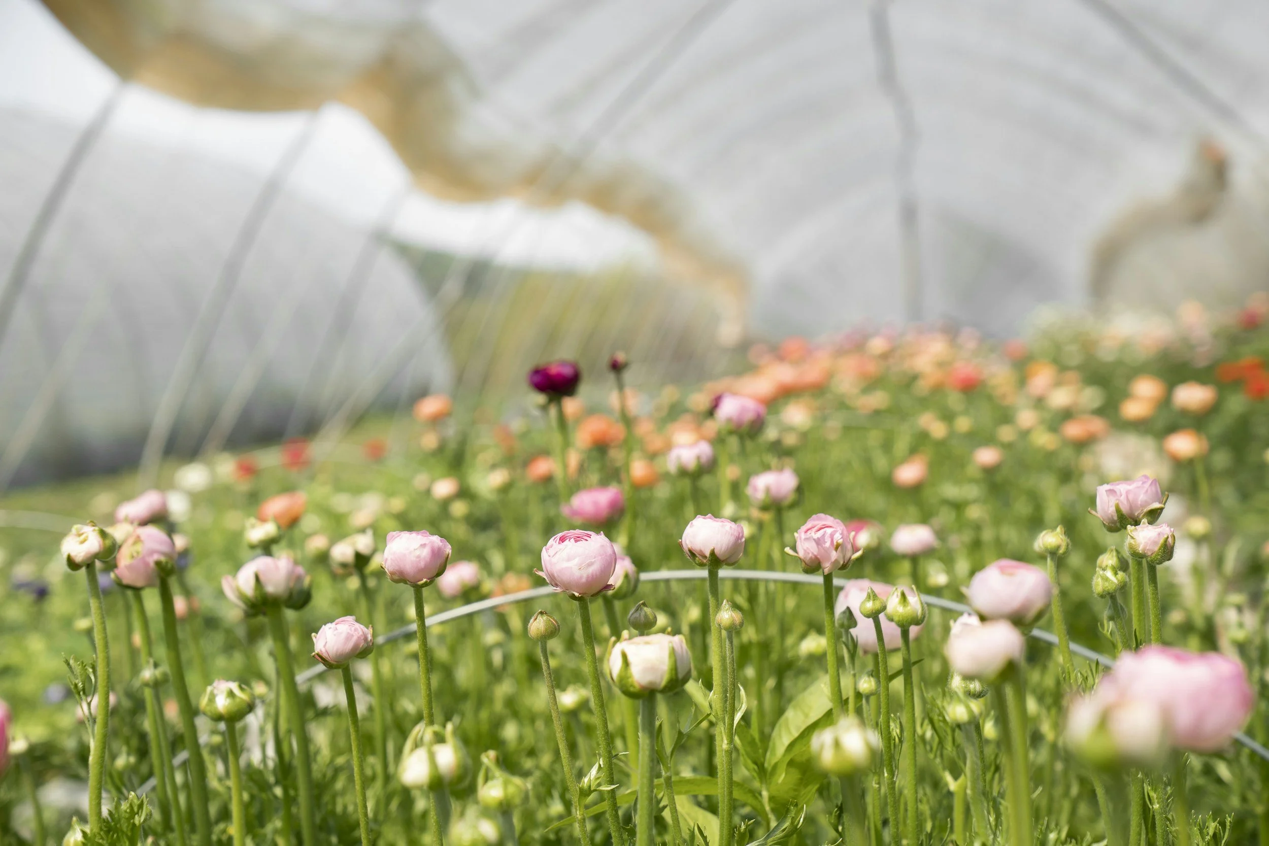 Pink and white ranunculus flowers blooming in a greenhouse filled with colorful flowers and a curved plastic roof.