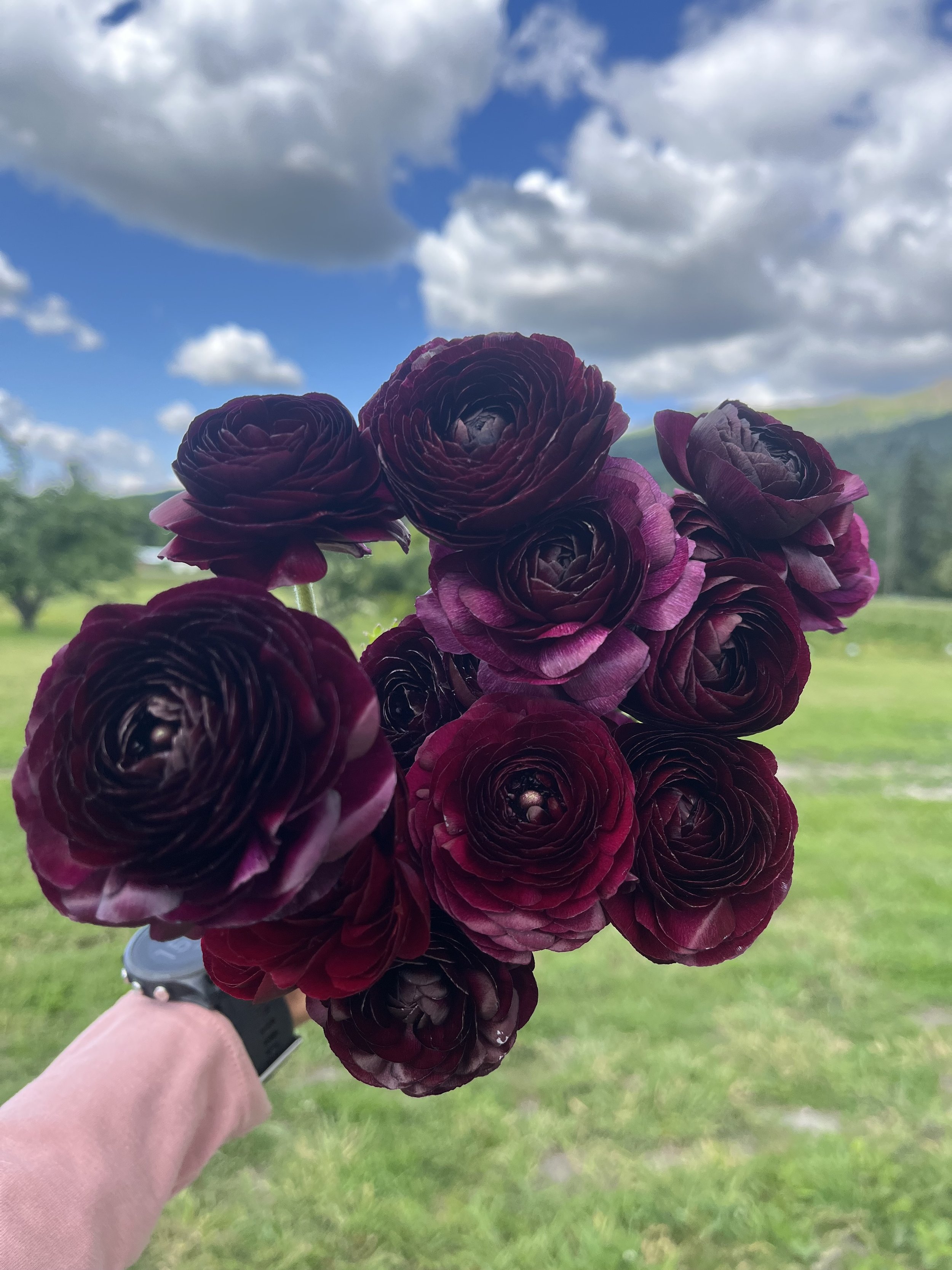 Ranunculus Viola