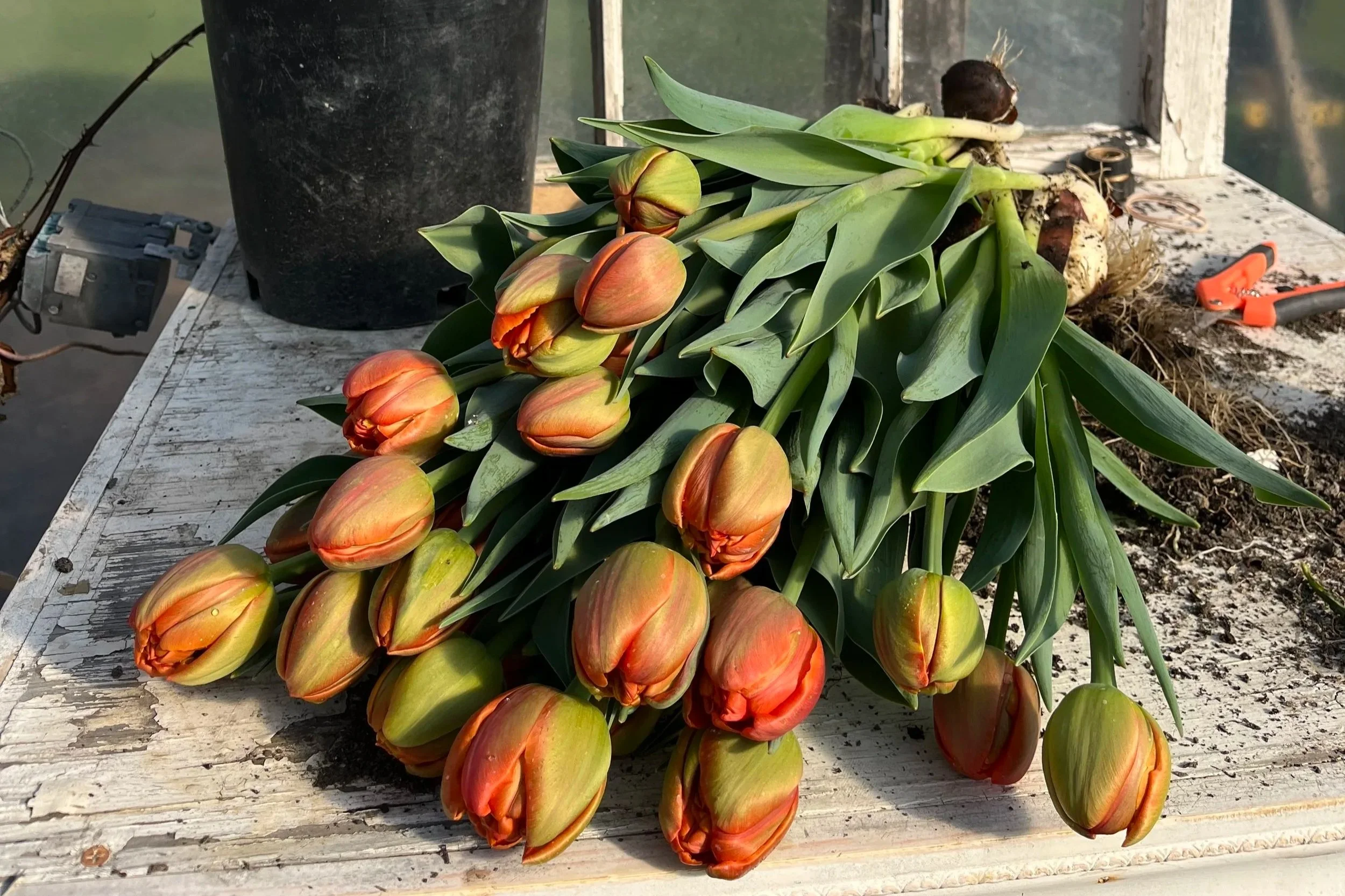 Tulip Icoon