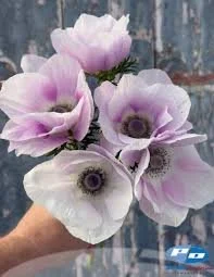 Anemone- Pale