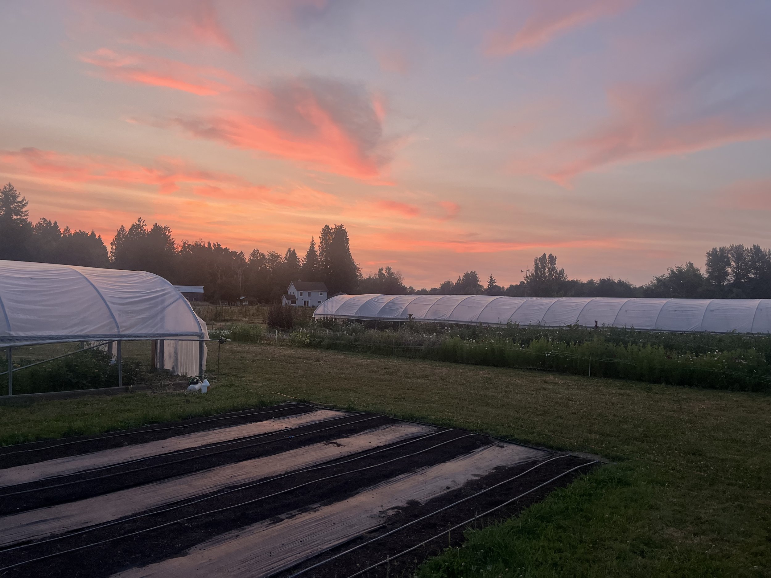 A farm field at sunset with greenhouses covered in white plastic and a sky with pink and orange clouds.