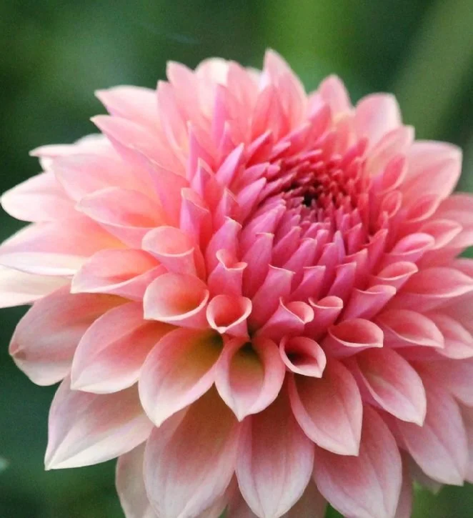 Levi's Blue Smoke Rooted Cutting