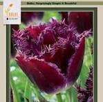 Tulip Purple Crystal