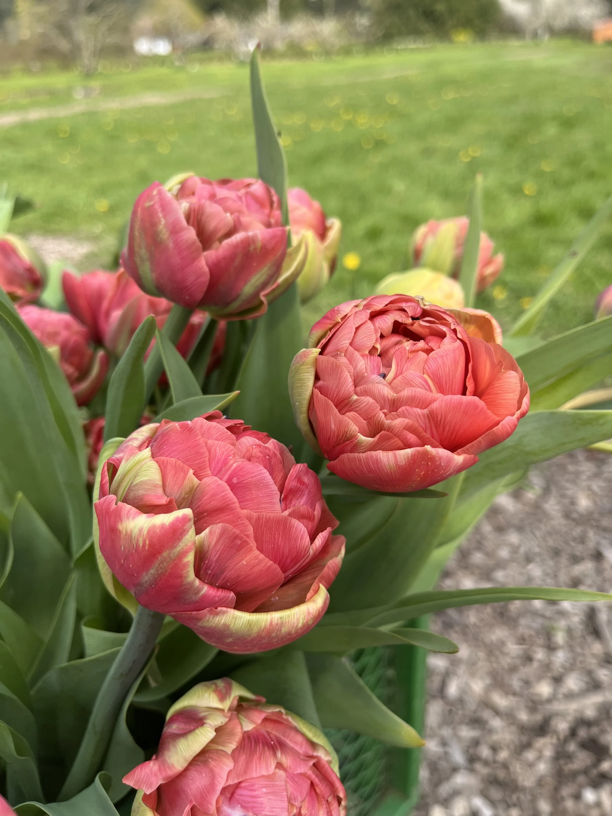 Tulip Taiwan