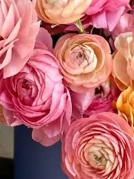 Ranunculus Pastello PICK UP ONLY