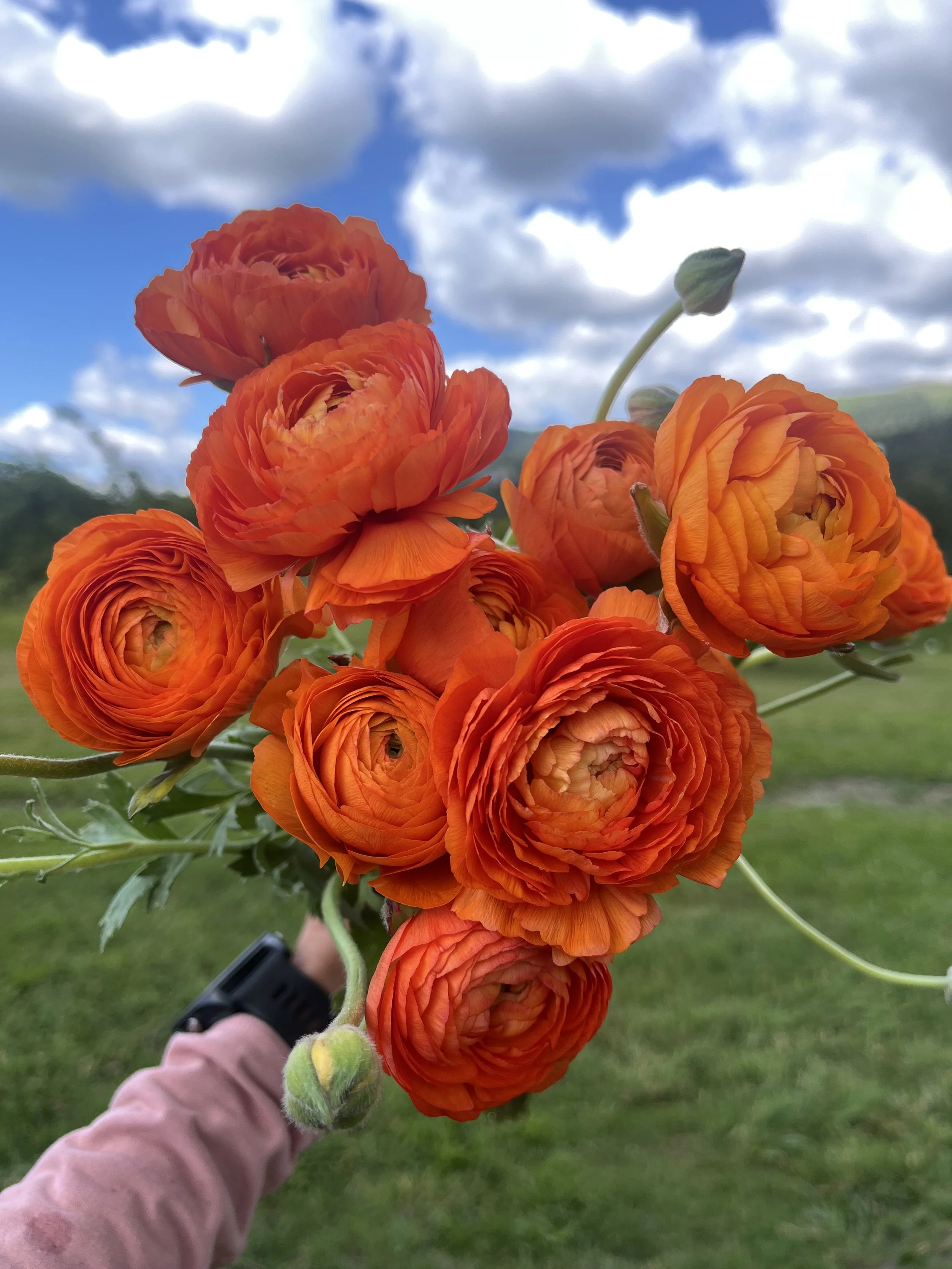 Ranunculus Clementine