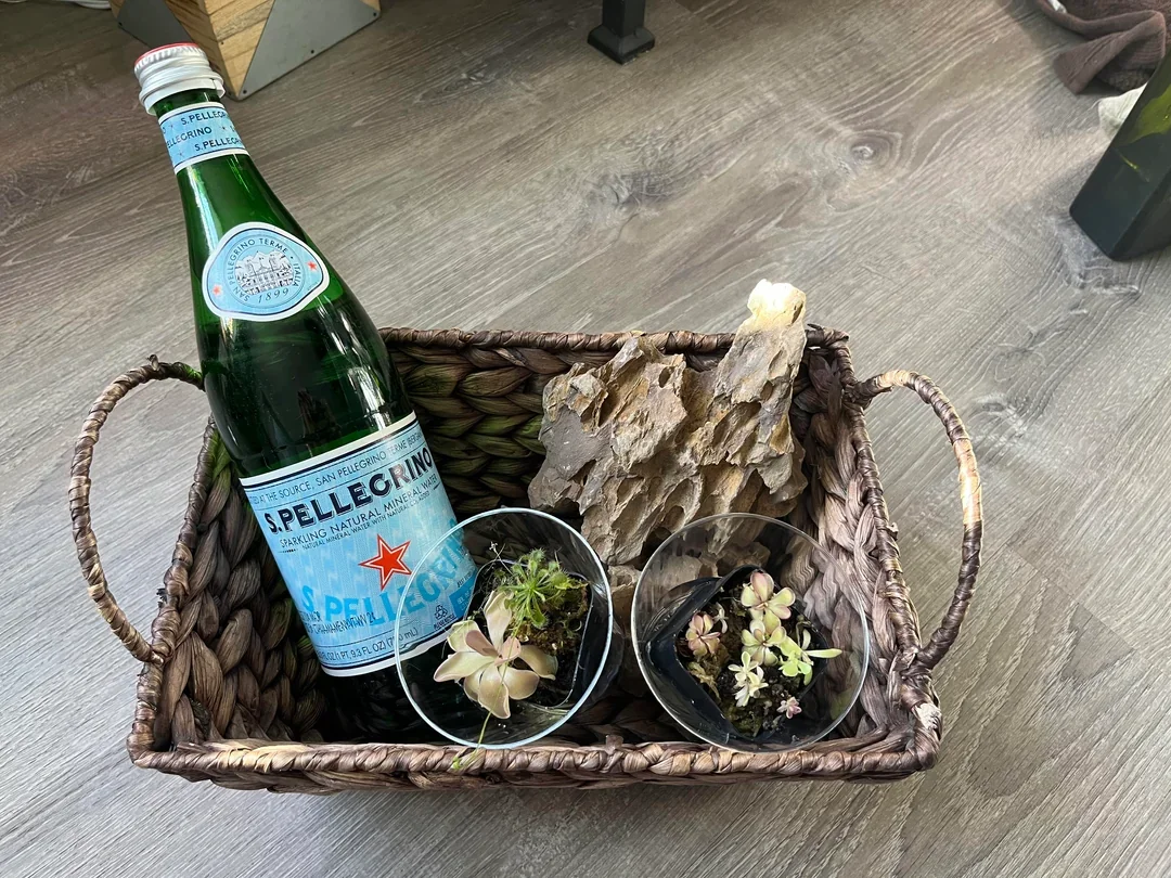 A woven basket containing a bottle of San Pellegrino sparkling water, a piece of driftwood, and two small glass bowls with succulent plants.