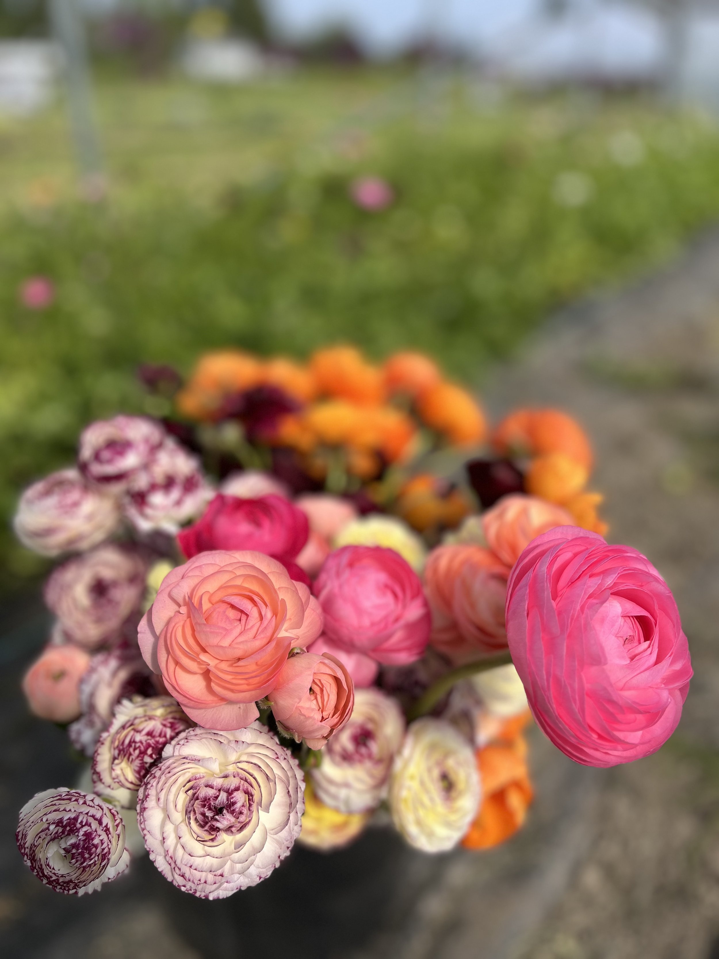 How to start and plant ranunculus